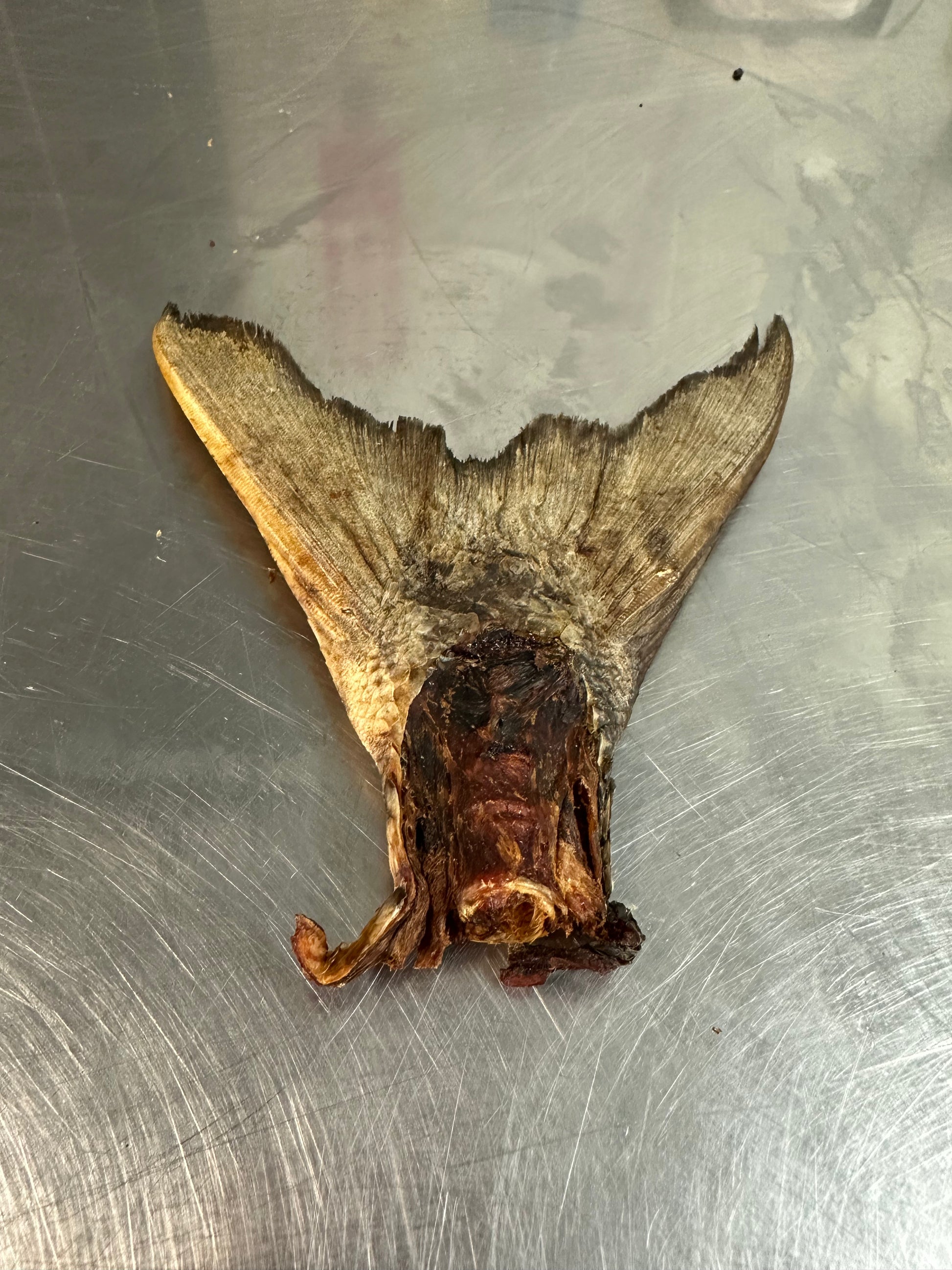 Salmon tail tapiarawmeatsforpetfood