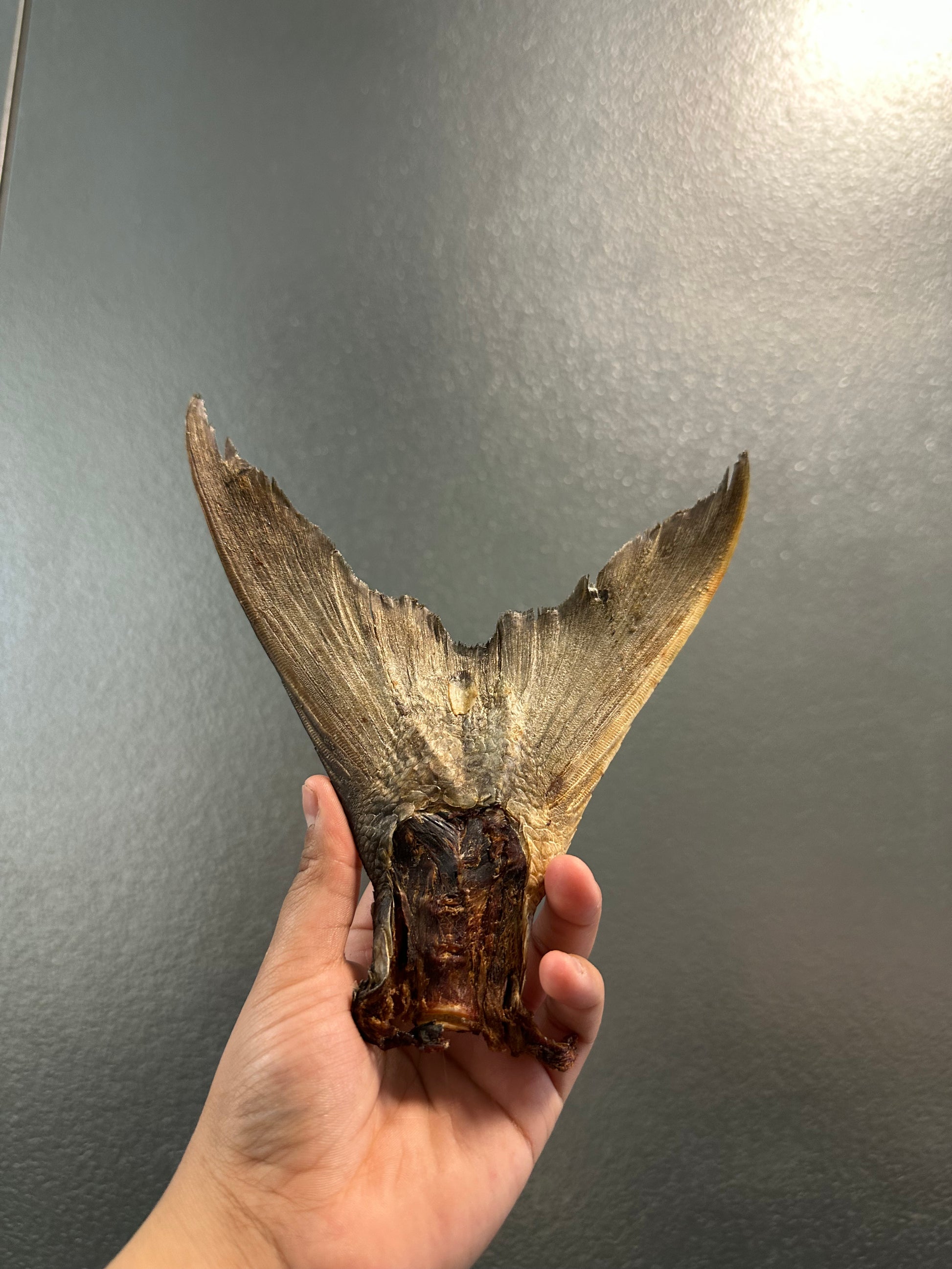 Salmon tail tapiarawmeatsforpetfood