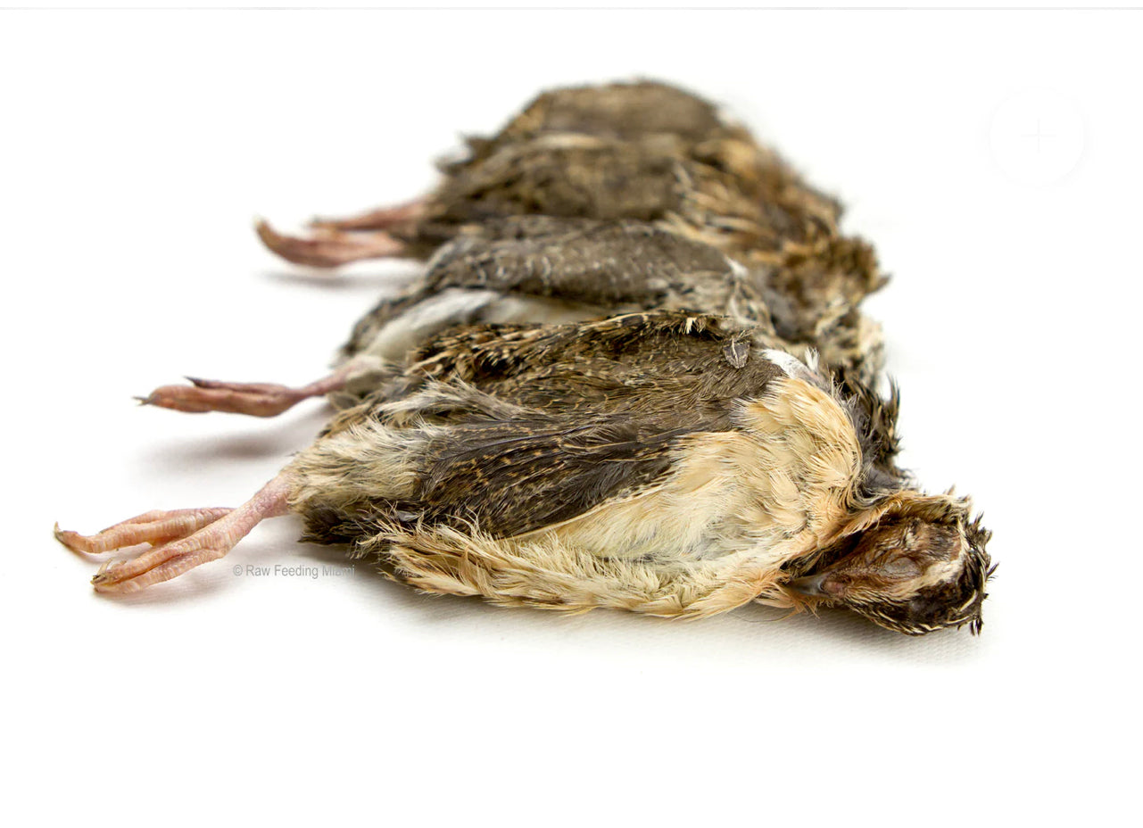 Whole Prey – tapiarawmeatsforpetfood
