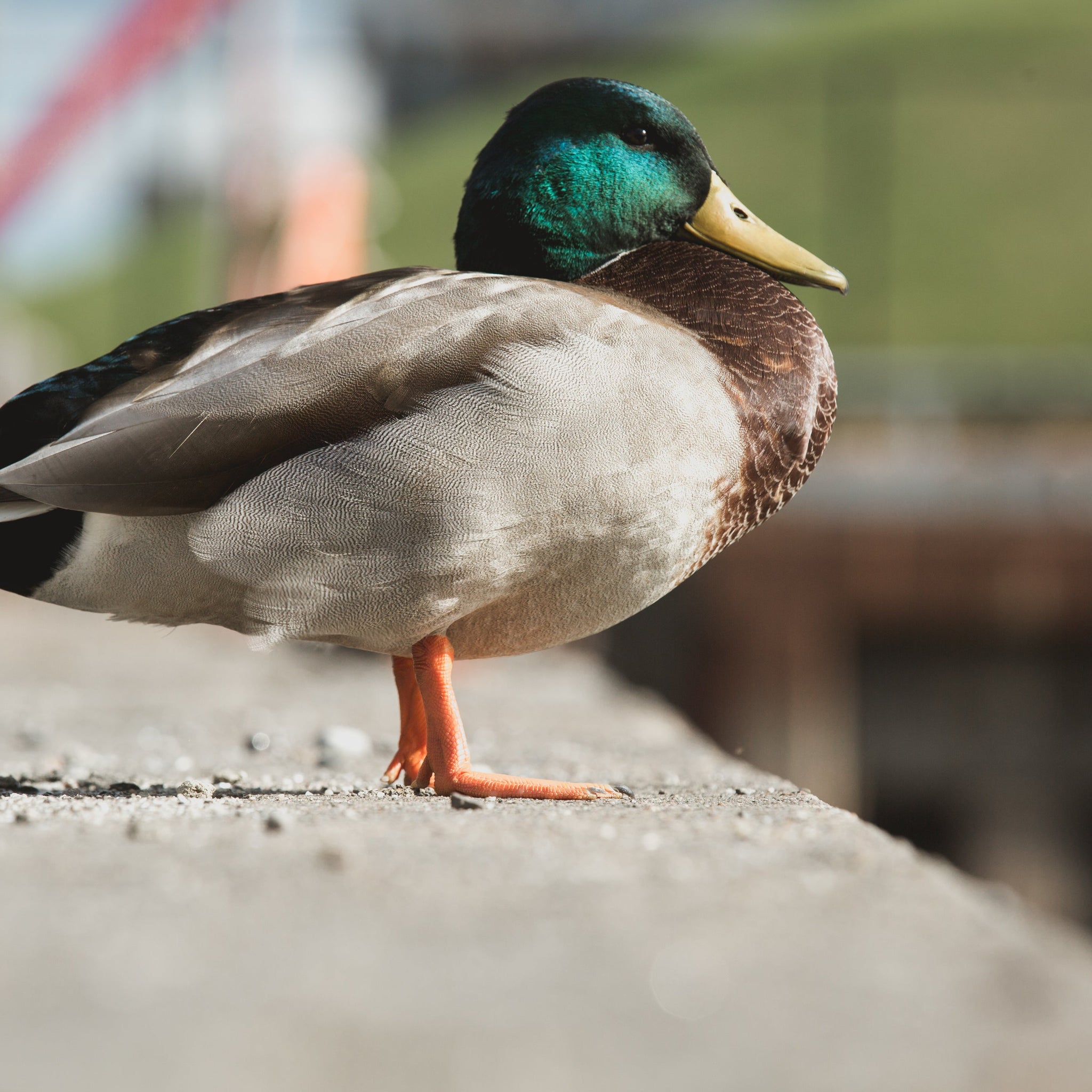 Duck