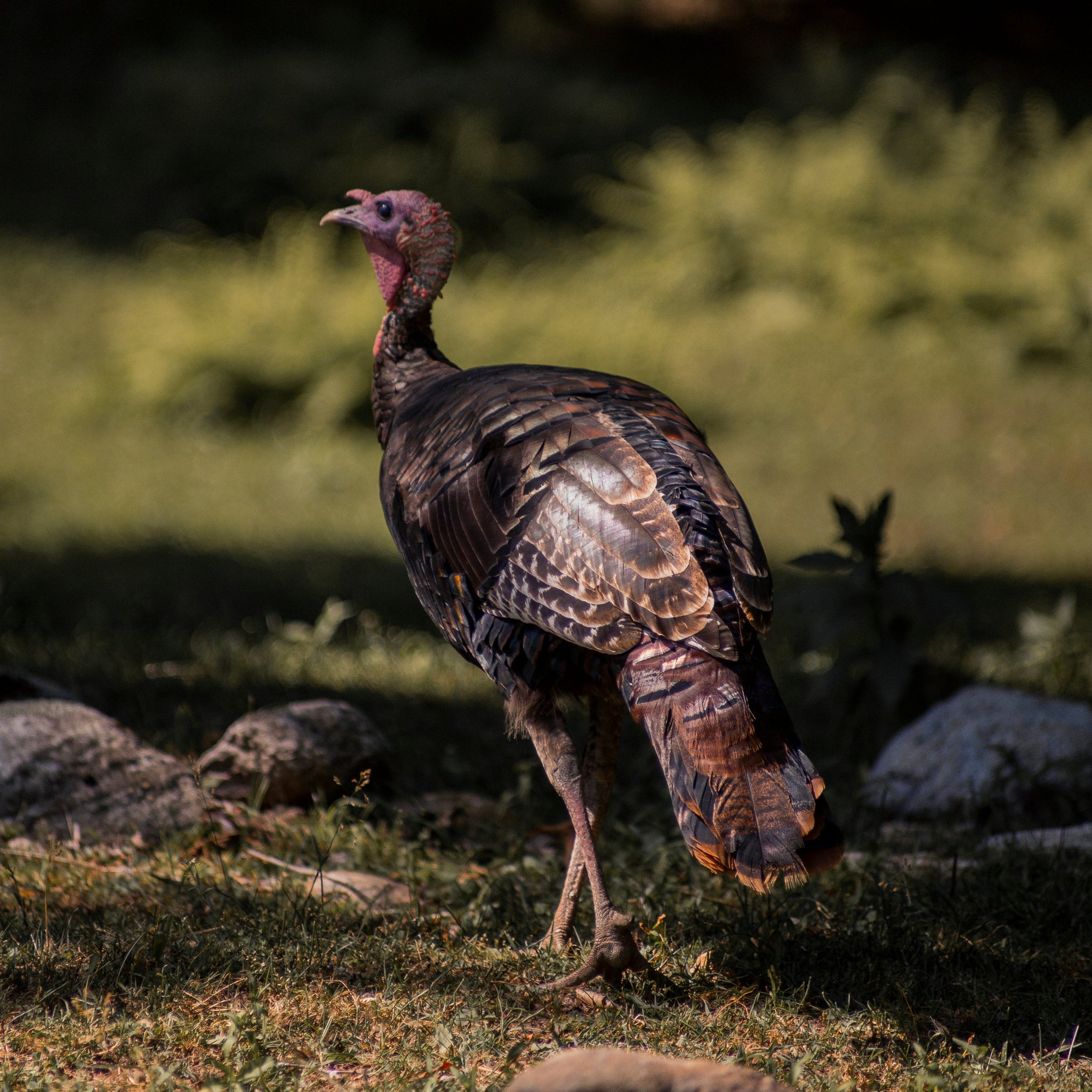 Turkey