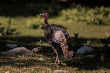 Turkey