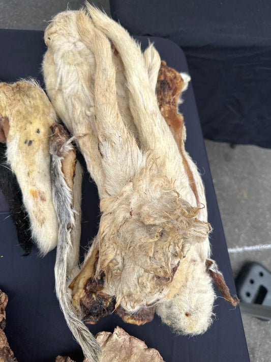 Lamb Tail With Fur tapiarawmeatsforpetfood
