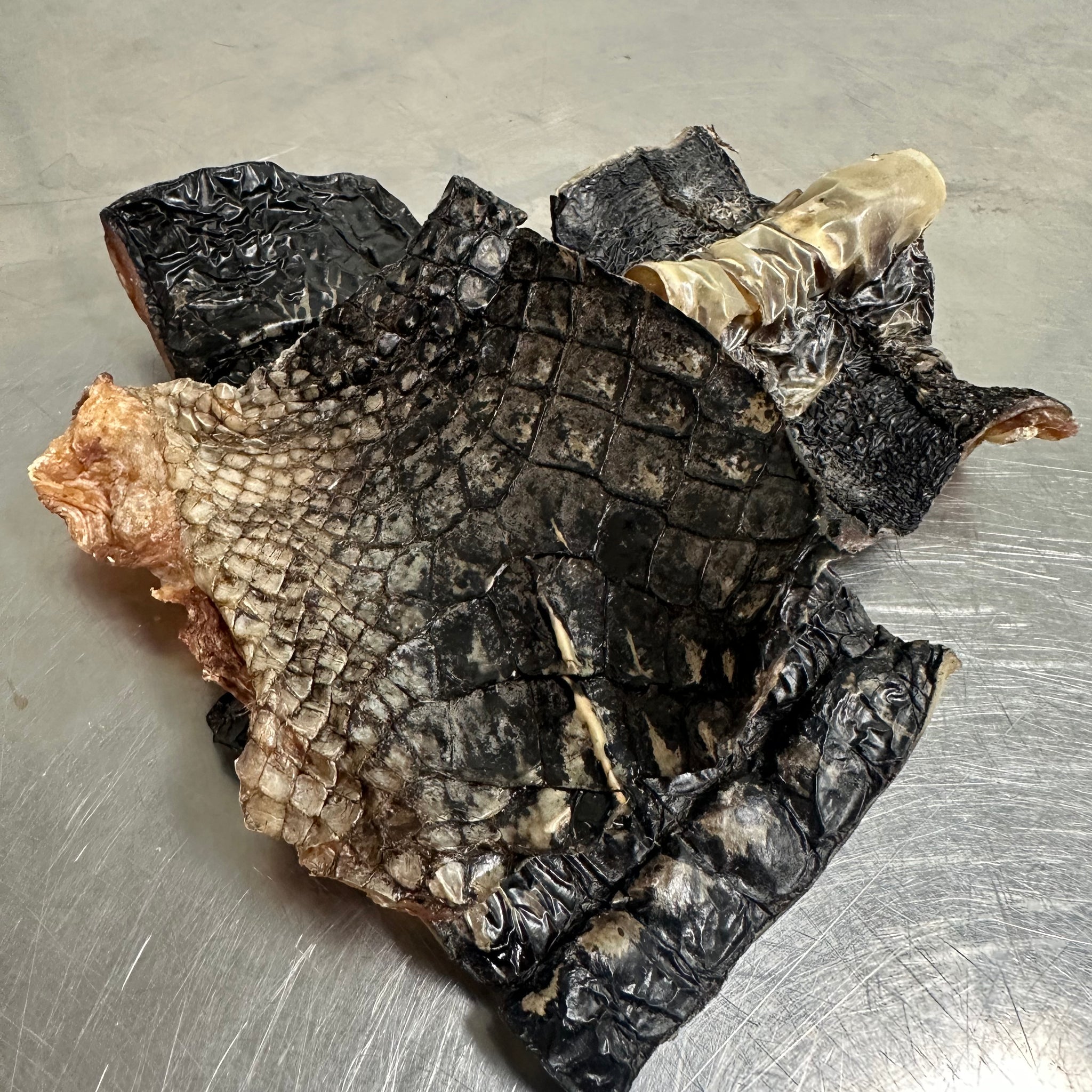 Gator Skin tapiarawmeatsforpetfood