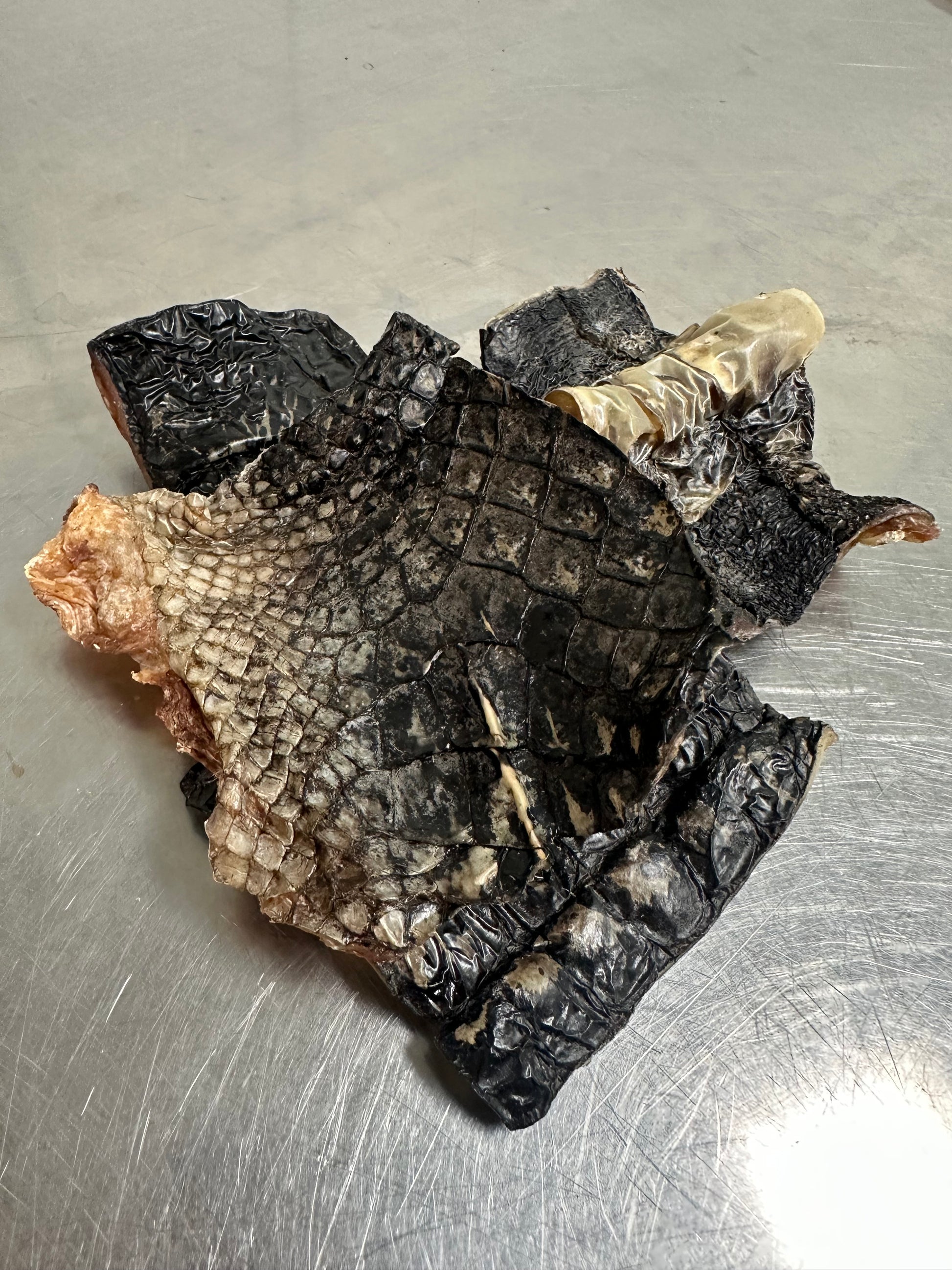 Gator Skin tapiarawmeatsforpetfood