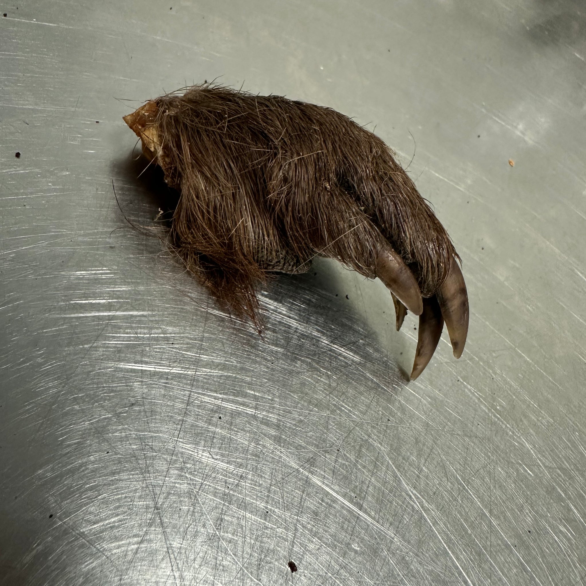 Beaver Paw tapiarawmeatsforpetfood