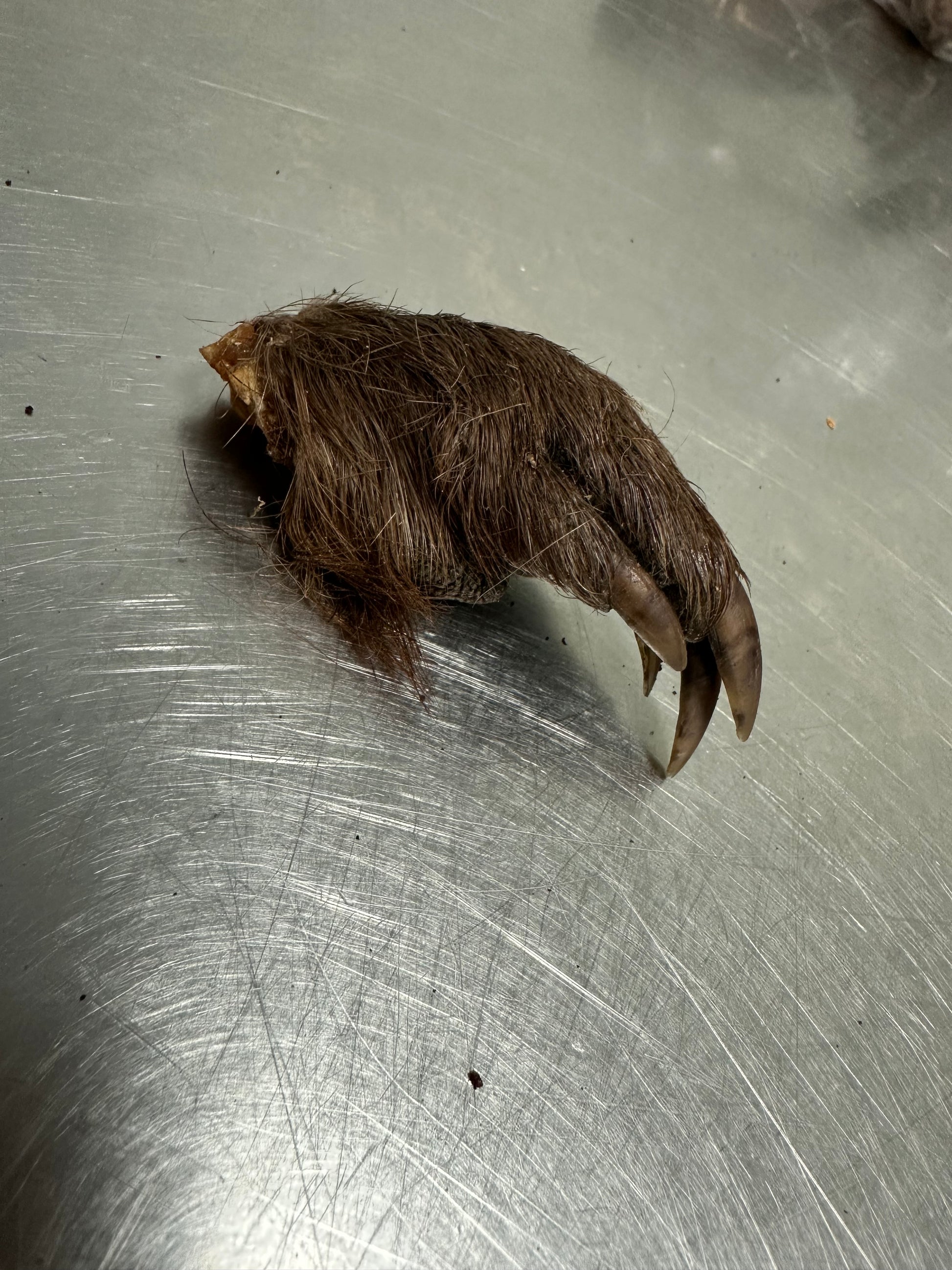 Beaver Paw tapiarawmeatsforpetfood