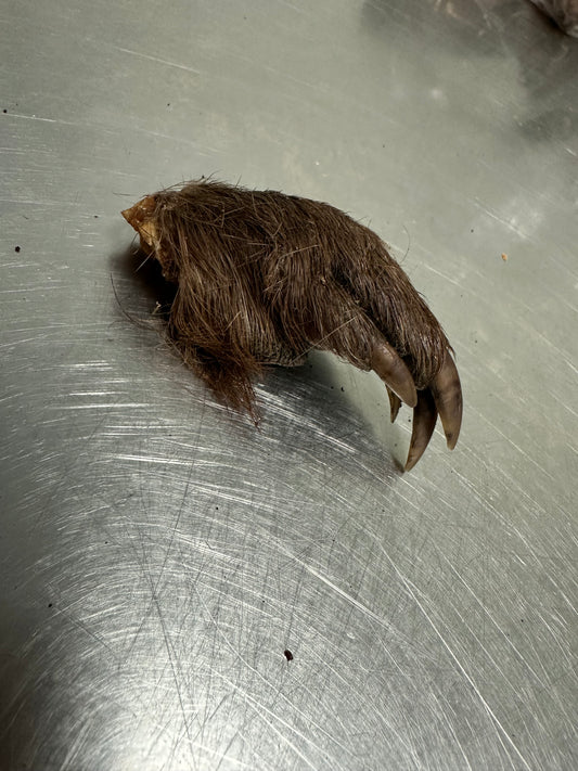 Beaver Paw