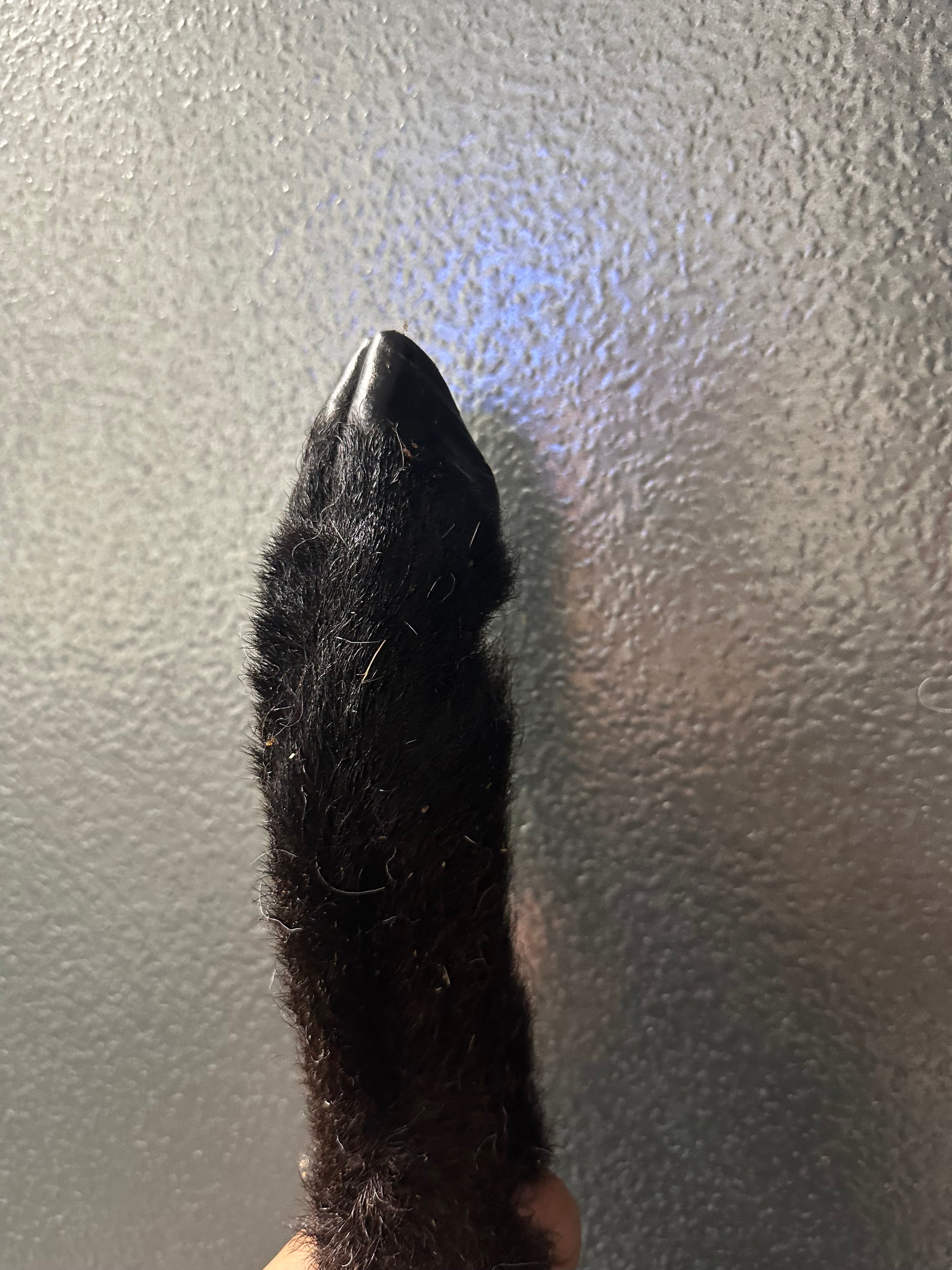 Lamb Trotter With Fur tapiarawmeatsforpetfood