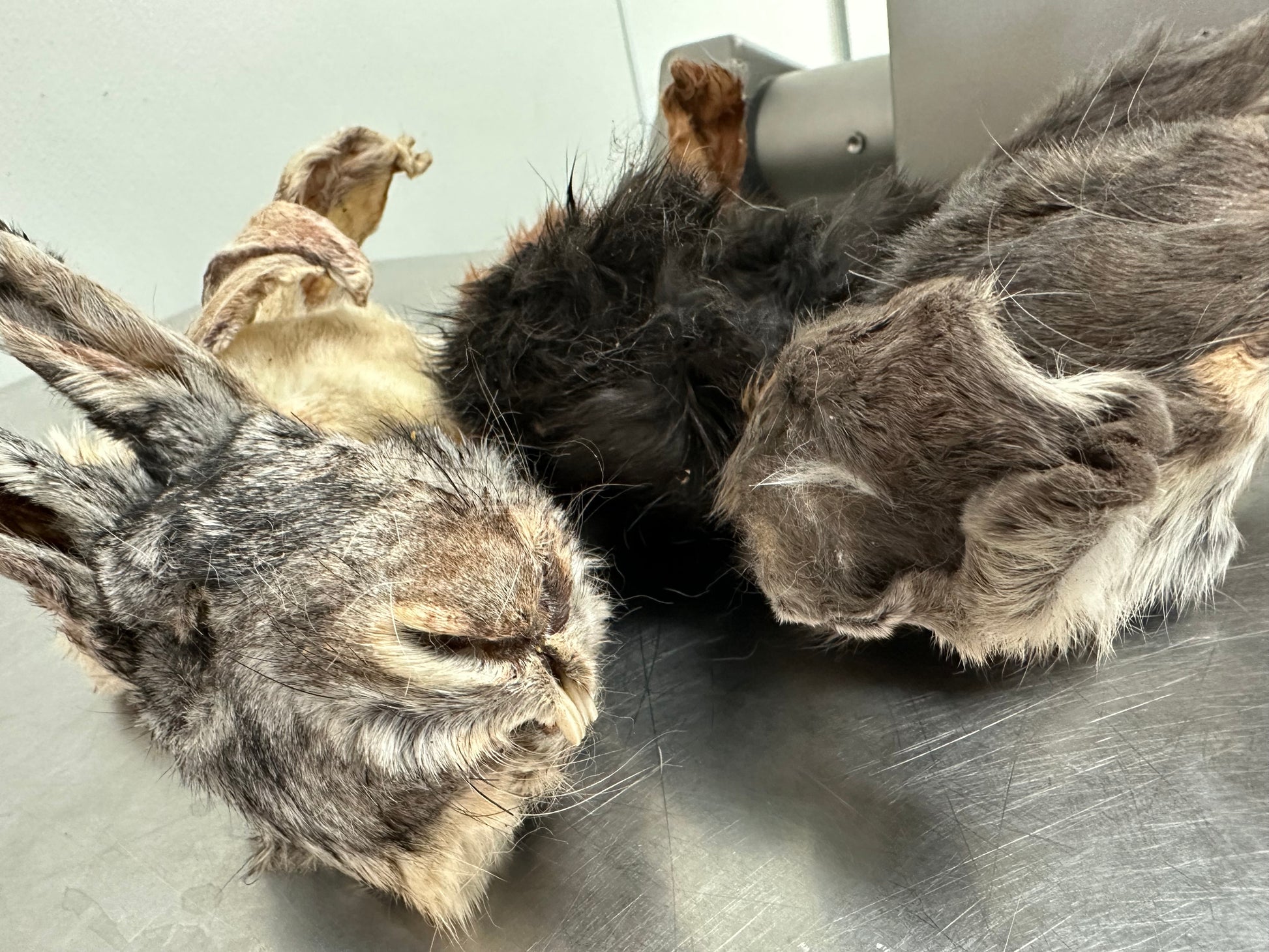 Rabbit Head W/Fur tapiarawmeatsforpetfood
