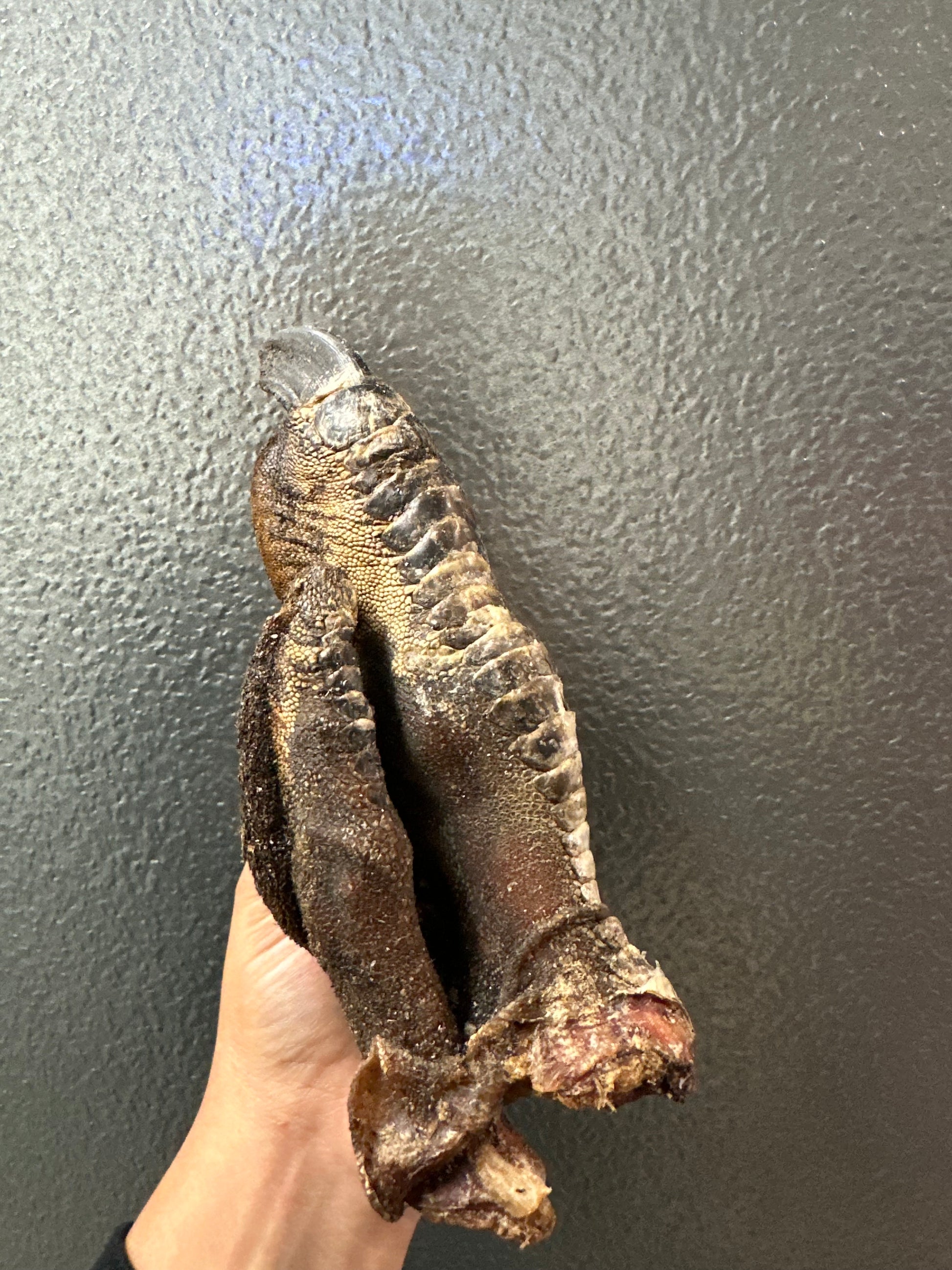 Ostrich Foot tapiarawmeatsforpetfood