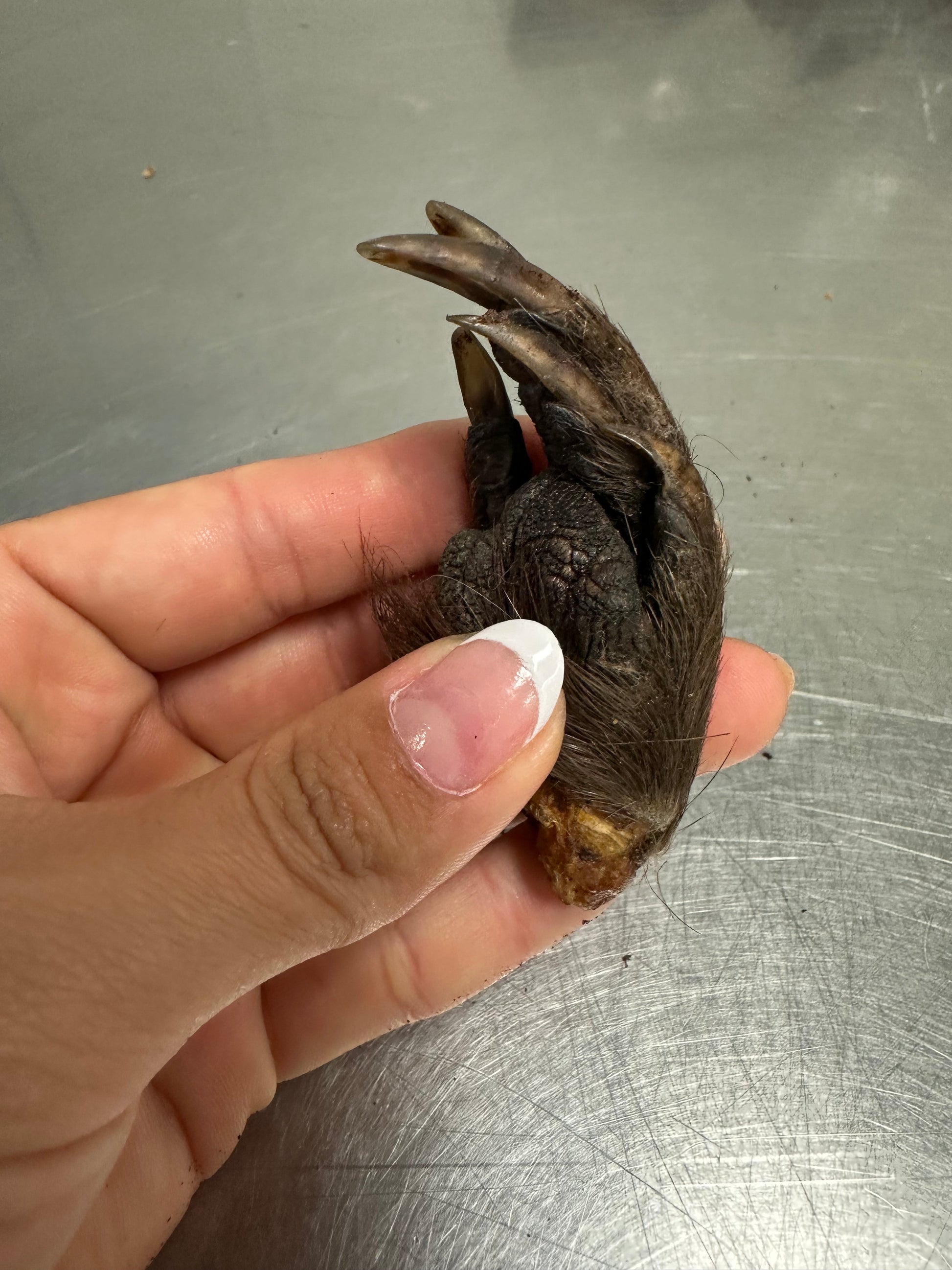 Beaver Paw tapiarawmeatsforpetfood