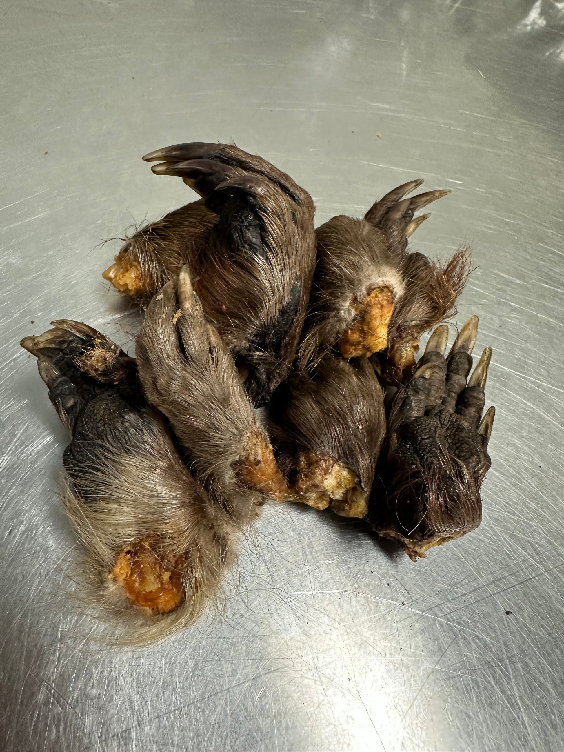 Beaver Paw tapiarawmeatsforpetfood