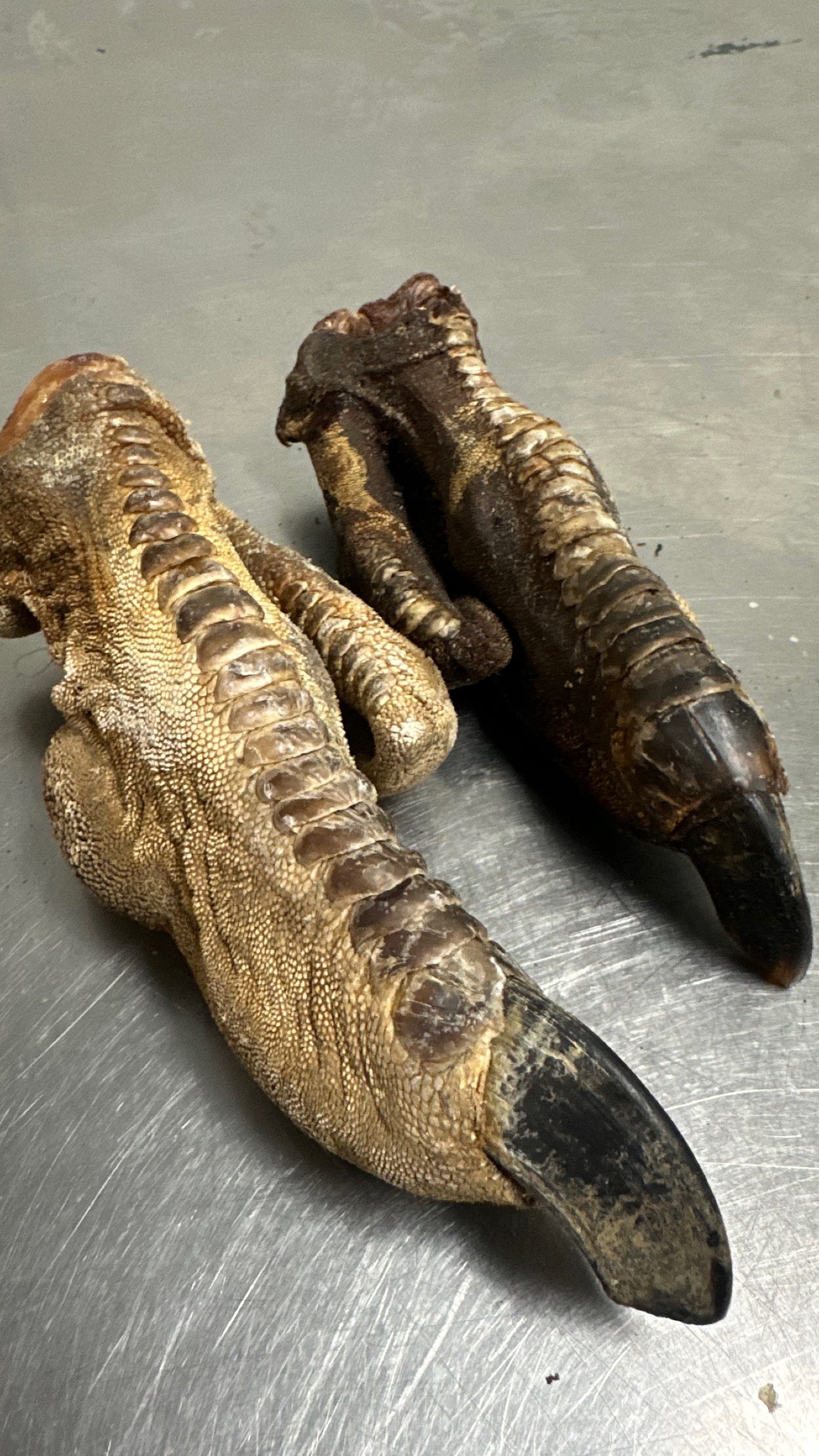 Ostrich Foot tapiarawmeatsforpetfood