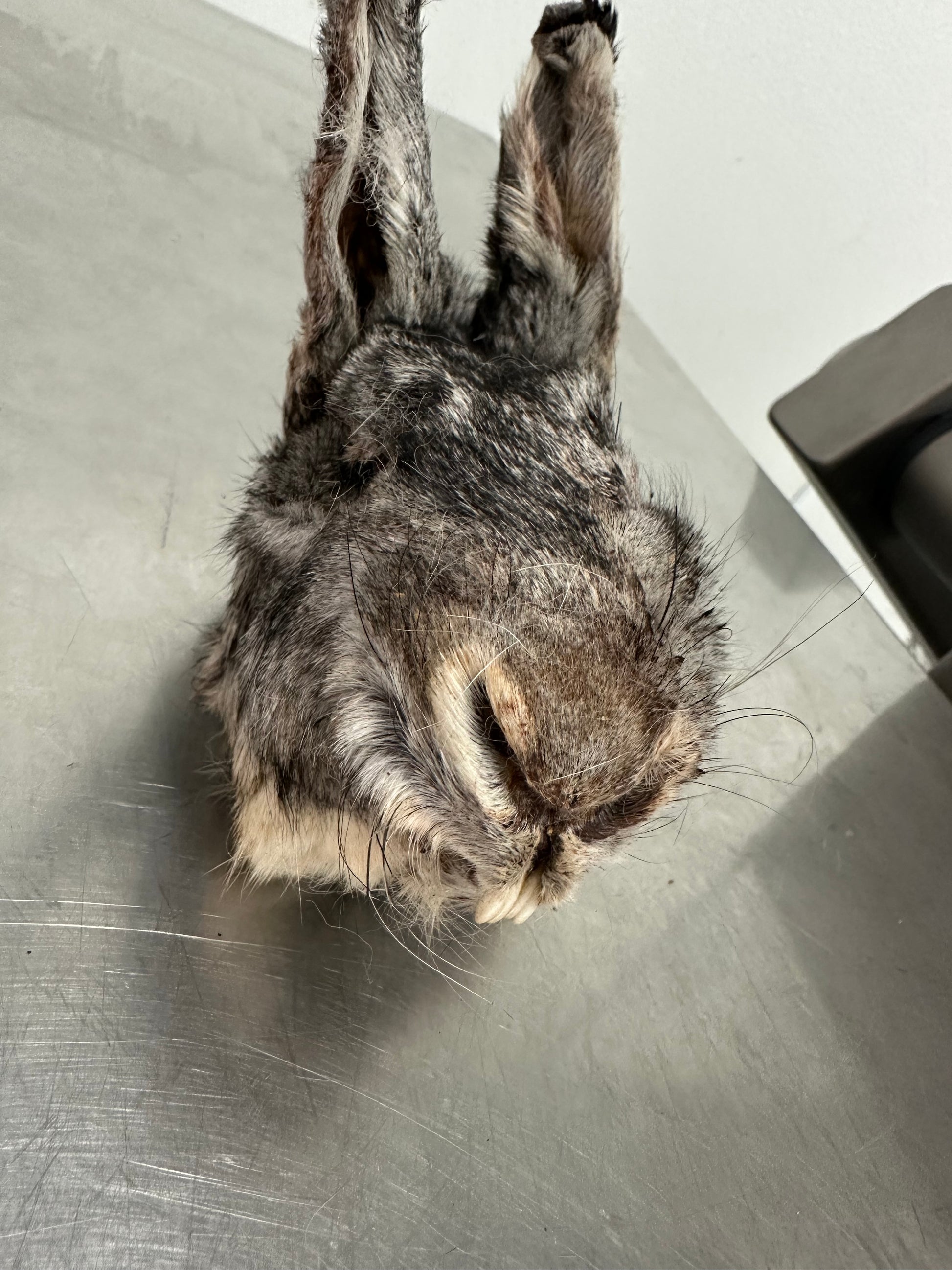 Rabbit Head W/Fur tapiarawmeatsforpetfood Large