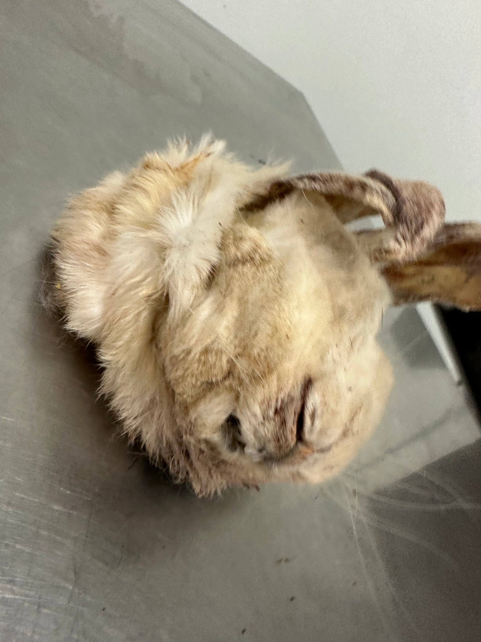 Rabbit Head W/Fur tapiarawmeatsforpetfood