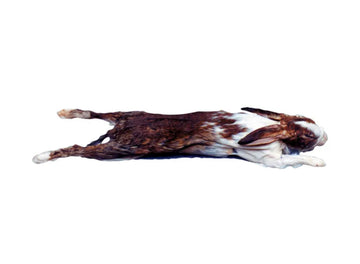 Whole Rabbit with Fur tapiarawmeatsforpetfood With Fur