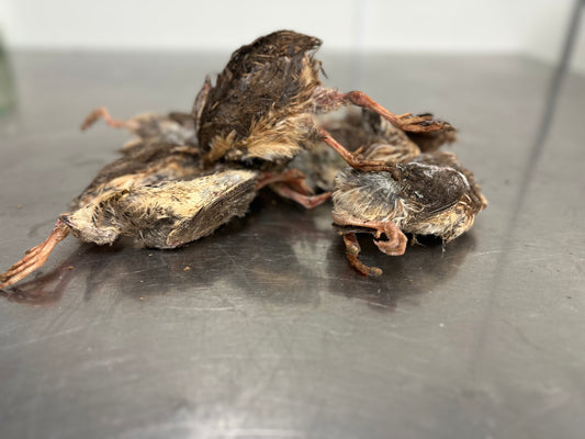 Whole Prey Quail