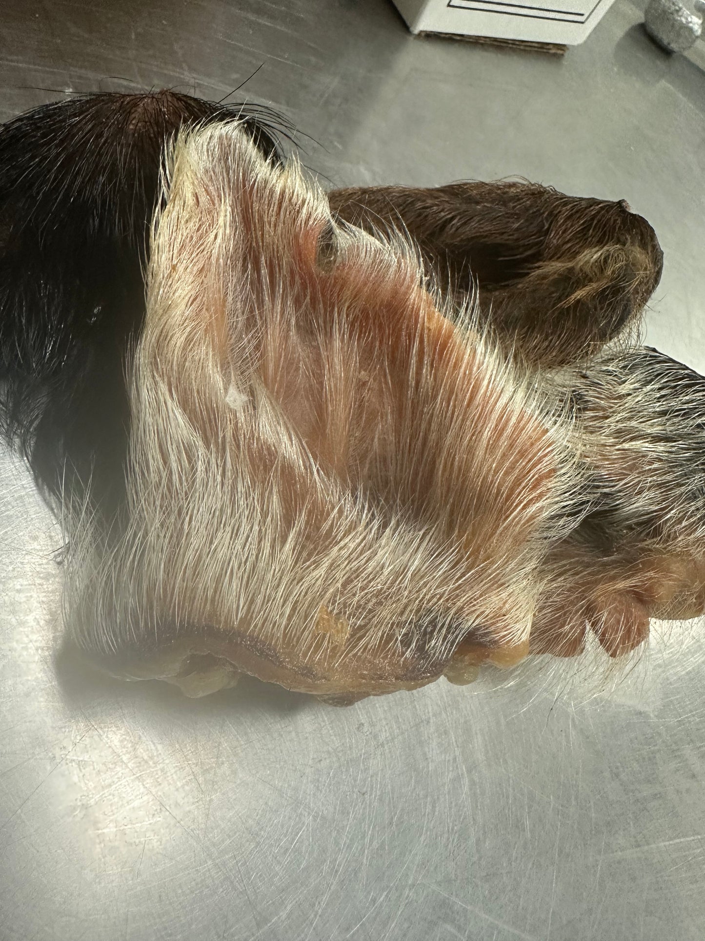 Wild boar ear with fur