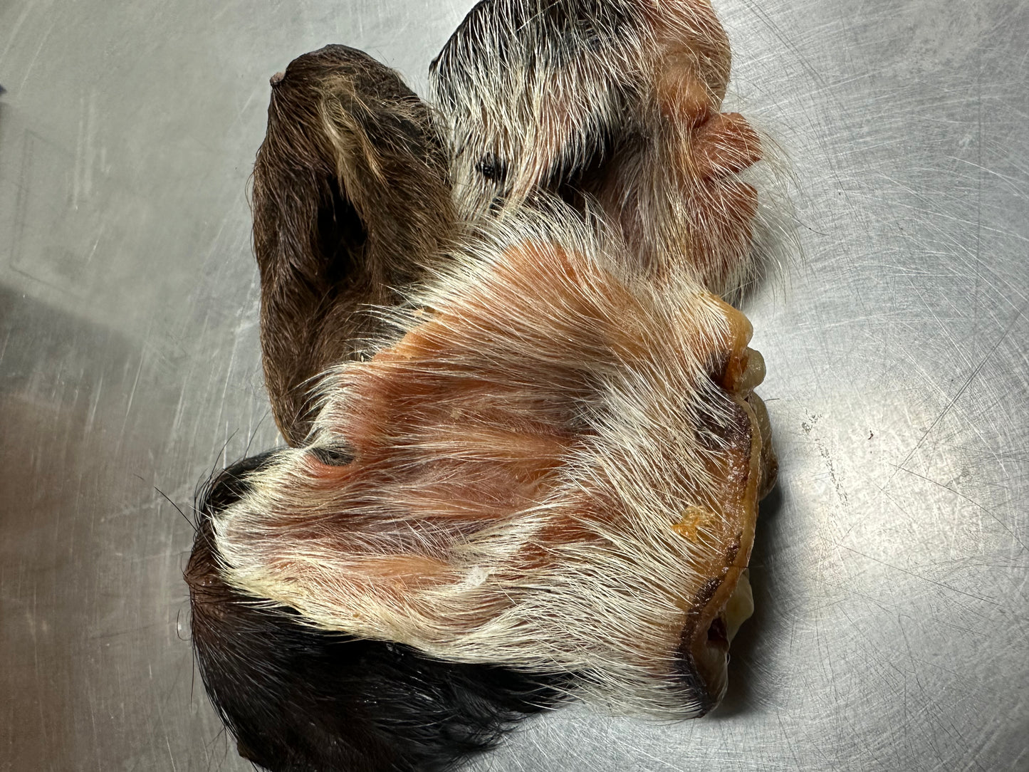 Wild boar ear with fur