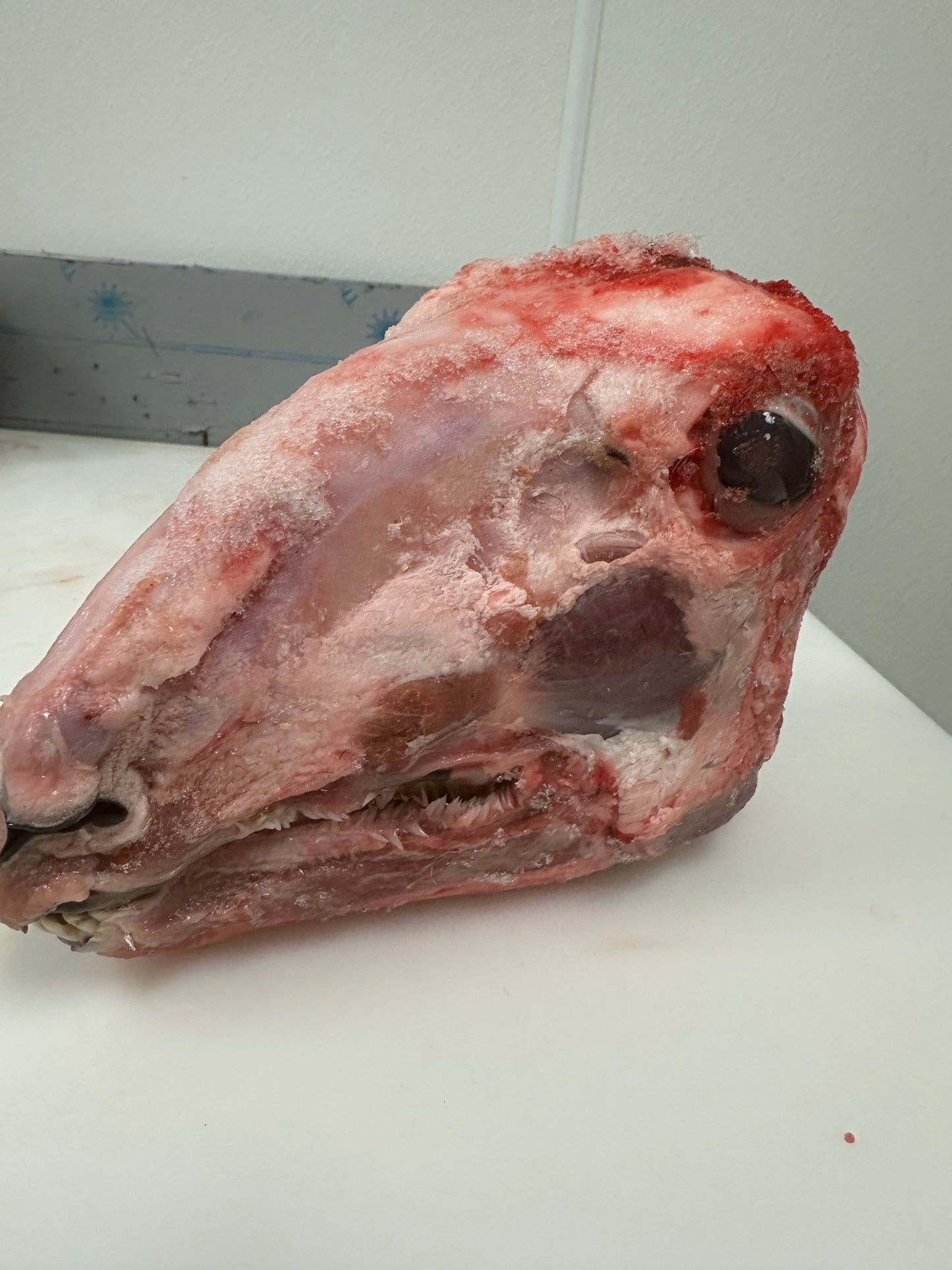 Whole Goat Head