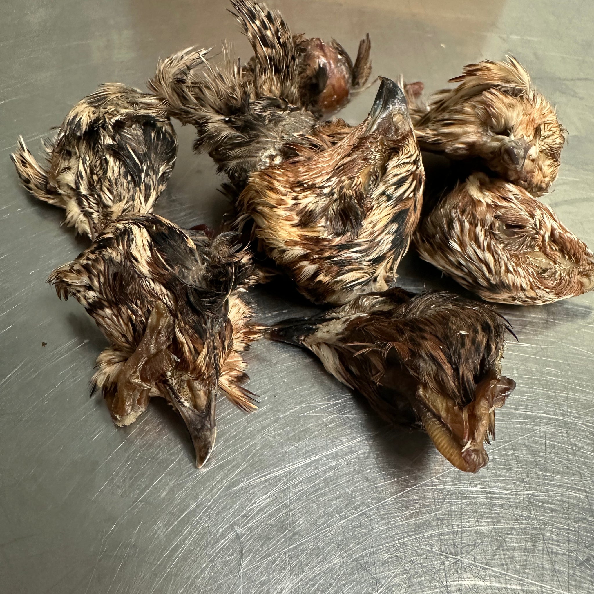 Quail Head tapiarawmeatsforpetfood
