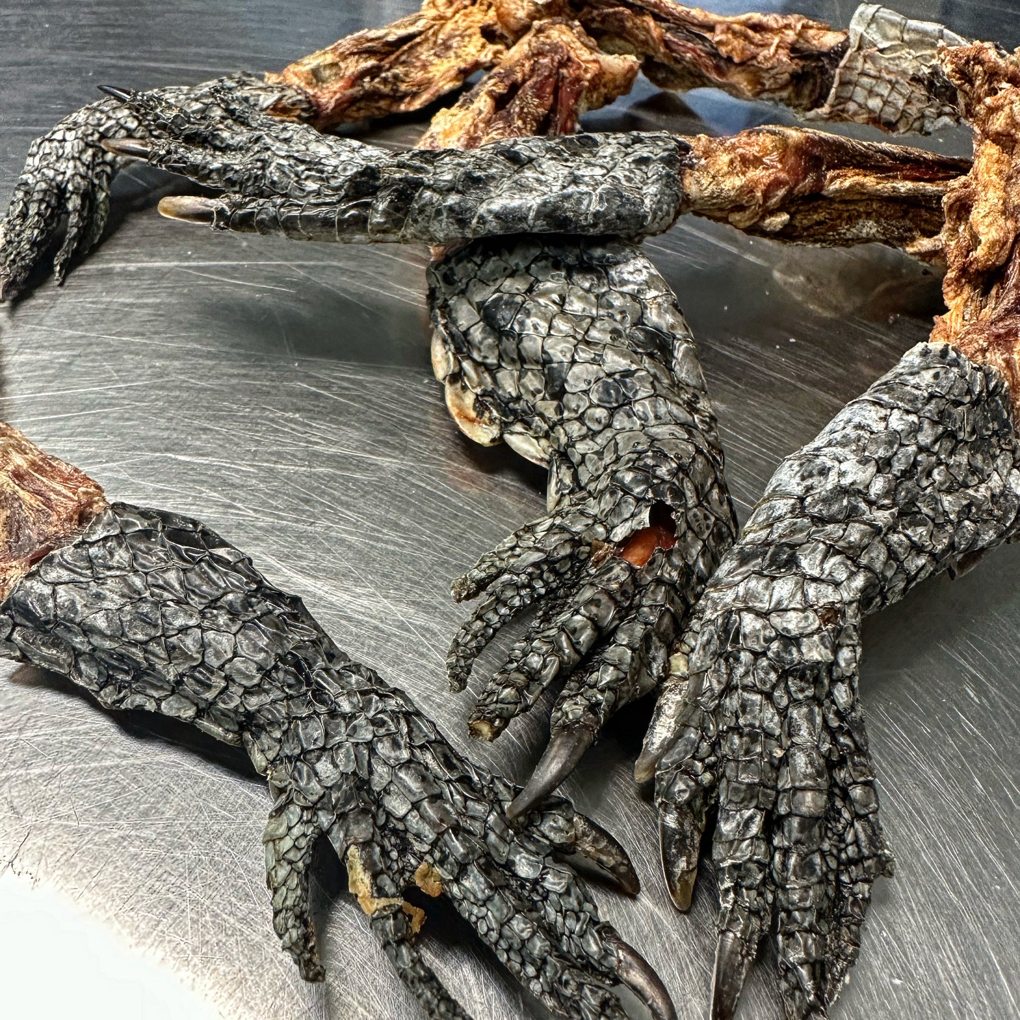 Alligator Leg tapiarawmeatsforpetfood