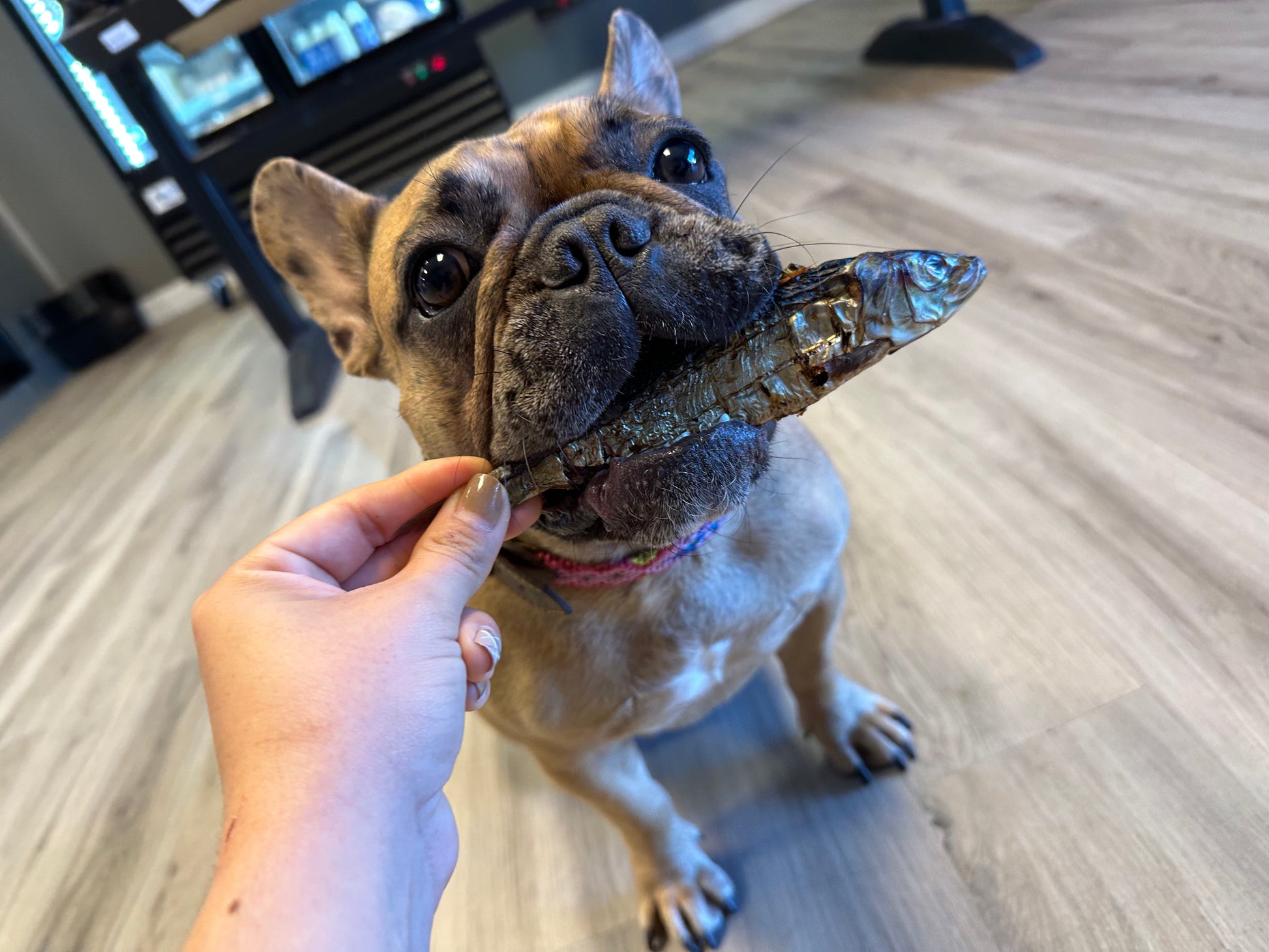 Dehydrated Sardine 🐟 tapiarawmeatsforpetfood