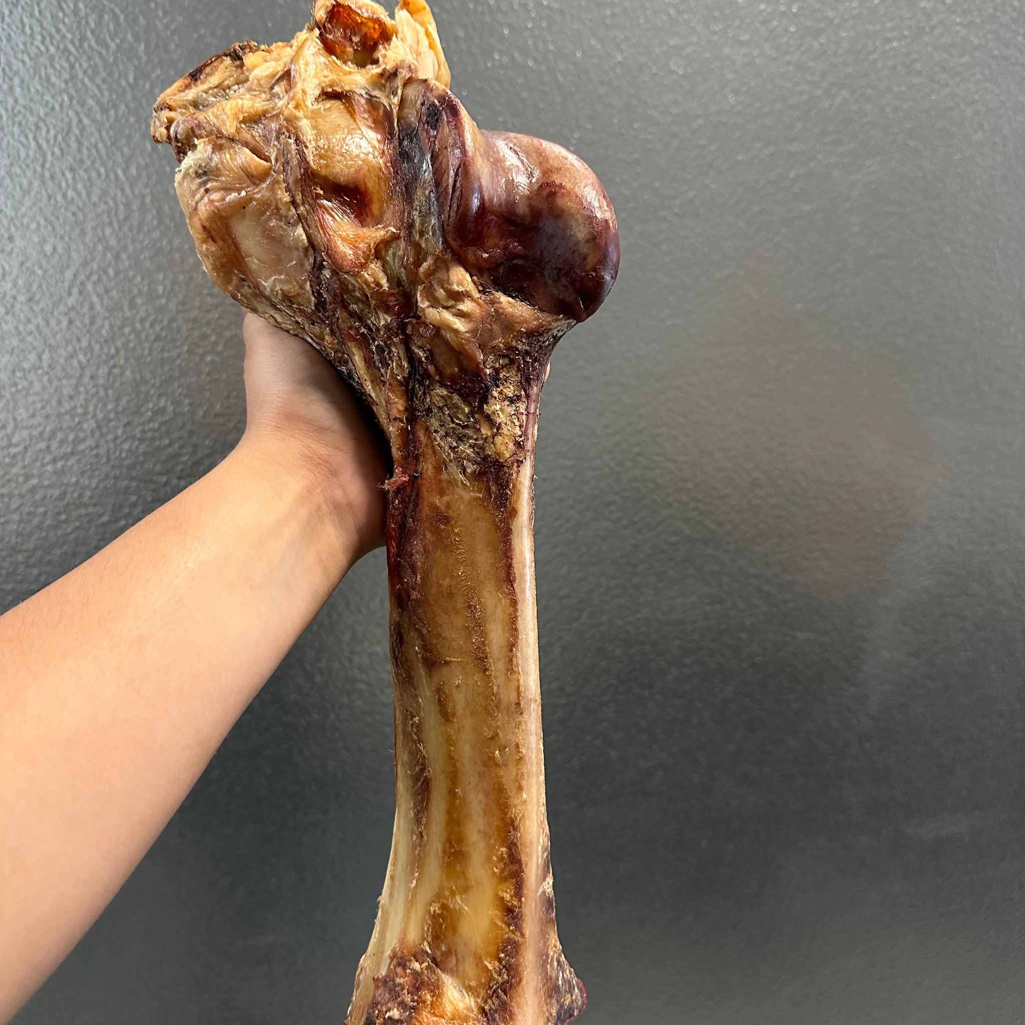 Beef Femur tapiarawmeatsforpetfood Small