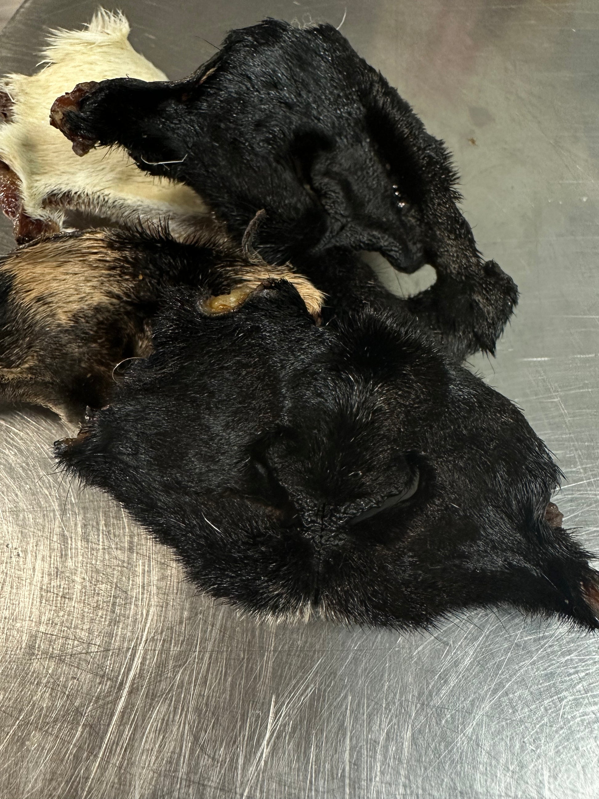 Goat & Lamb Snout tapiarawmeatsforpetfood