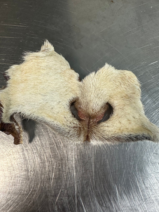Goat & Lamb Snout