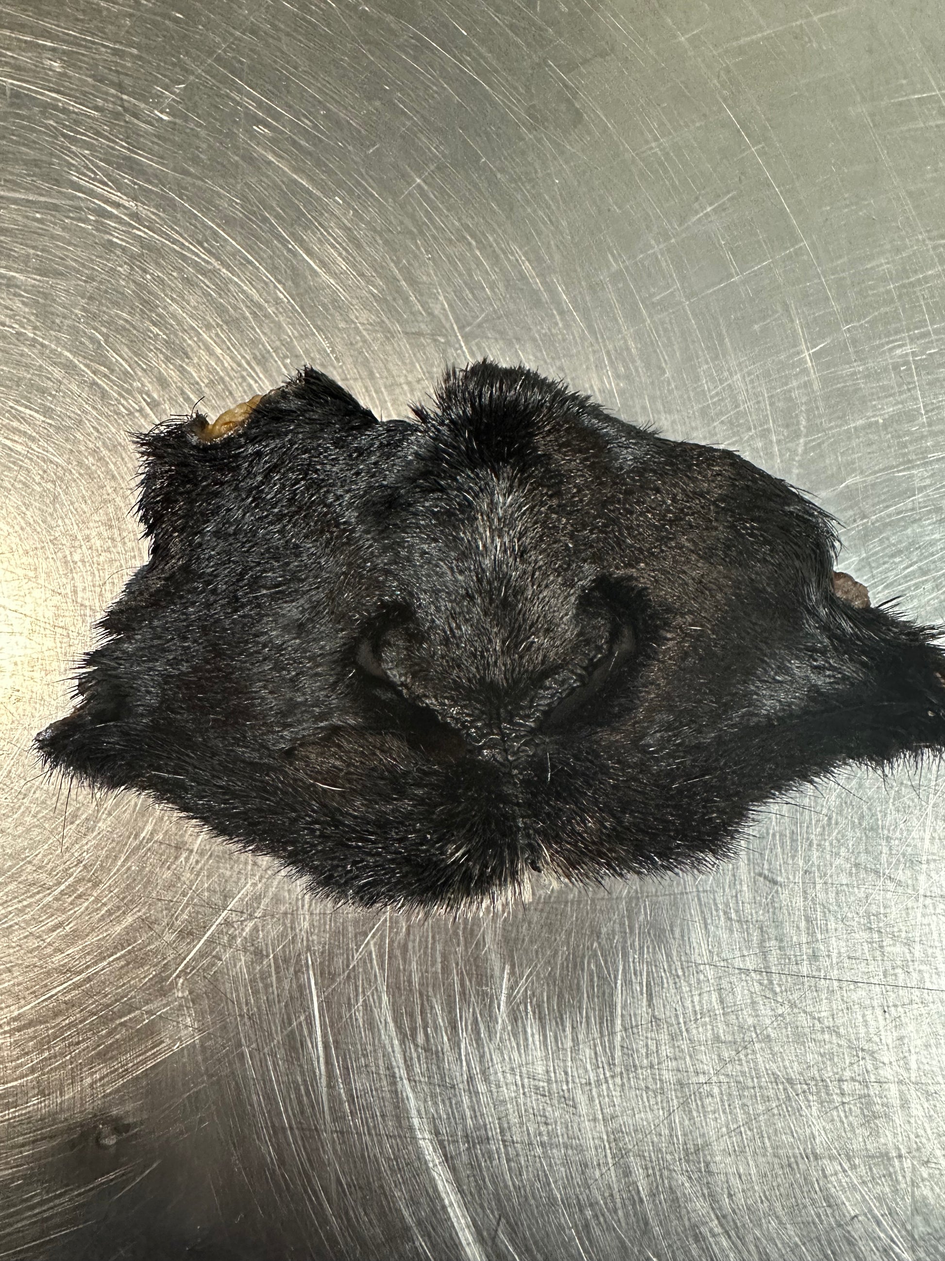 Goat & Lamb Snout tapiarawmeatsforpetfood Lamb