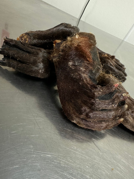 Beaver Foot