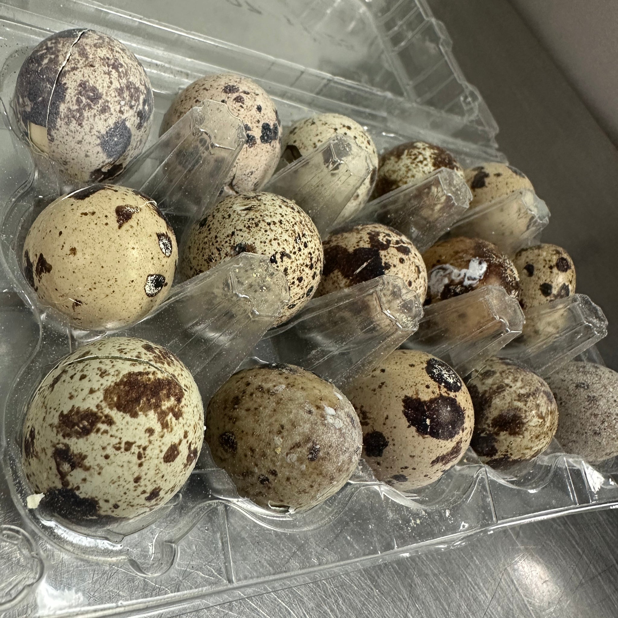 Freeze Dry Quail Egg 15pc tapiarawmeatsforpetfood