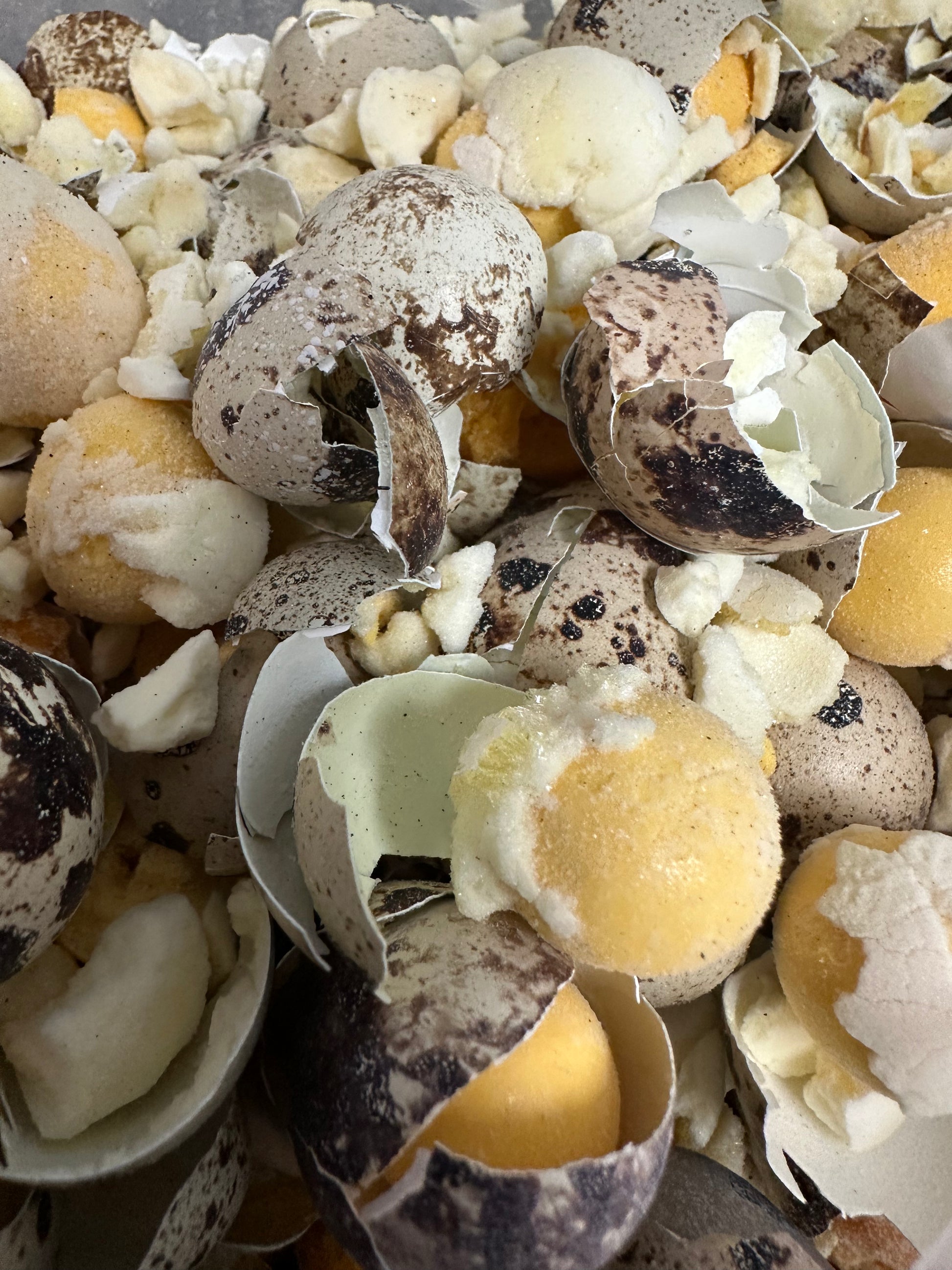 Freeze Dry Quail Egg 15pc tapiarawmeatsforpetfood