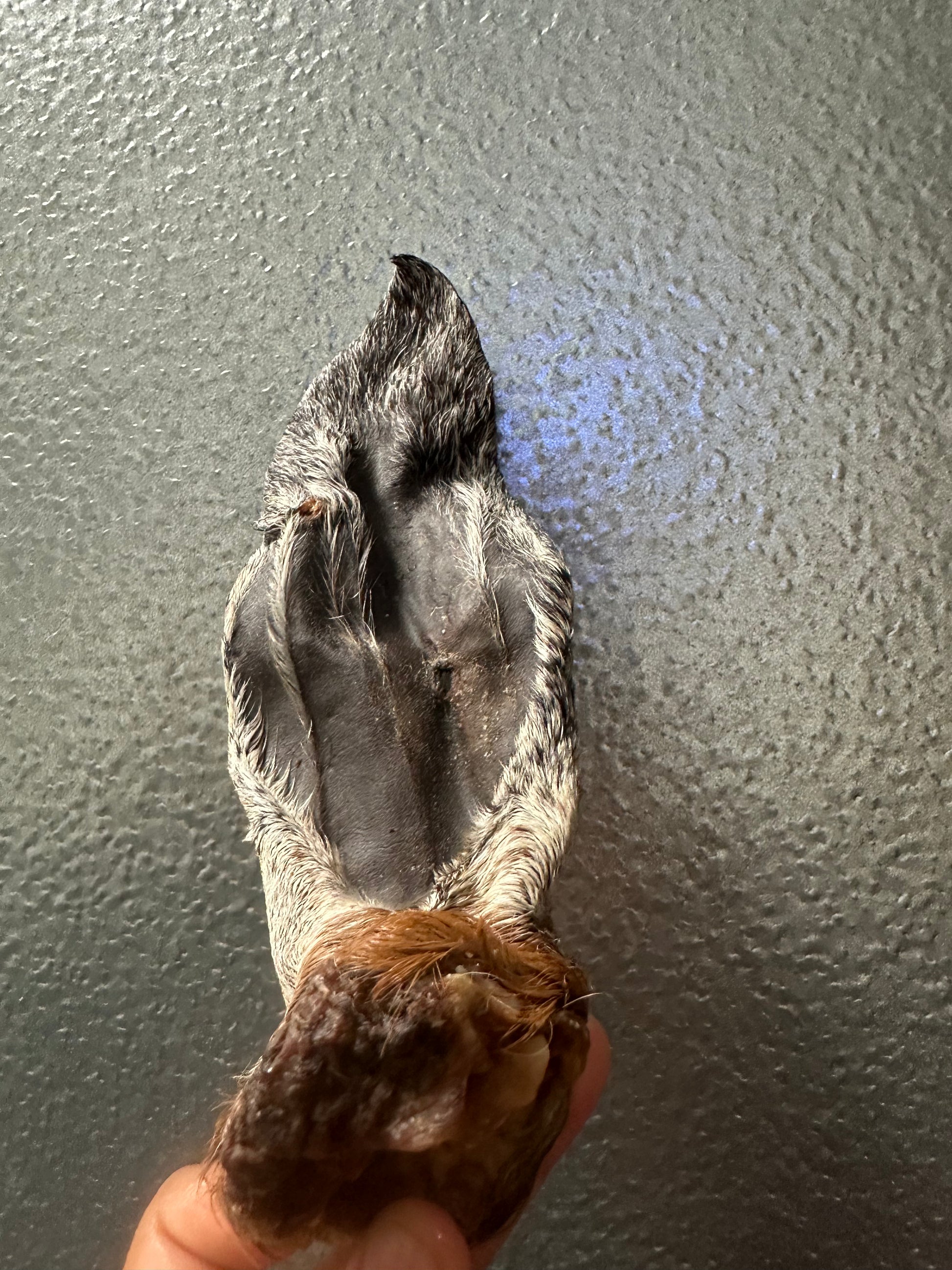 Goat Ear tapiarawmeatsforpetfood