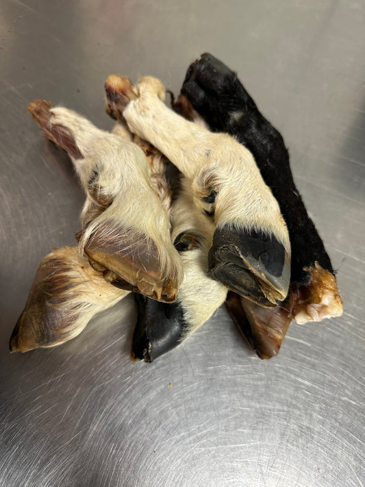 Goat Trotter With Fur