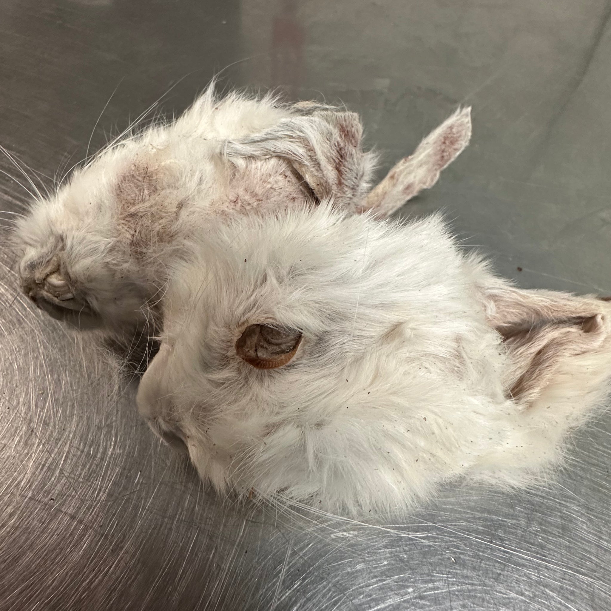Frezzer Dry Small Rabbit Heads tapiarawmeatsforpetfood 2pc