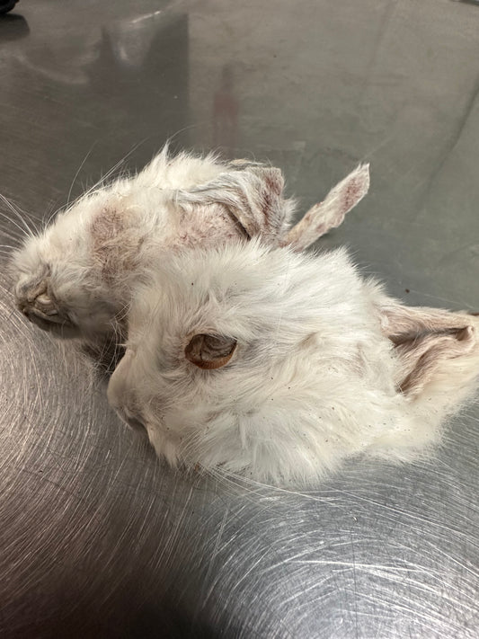 Frezzer Dry Small Rabbit Heads