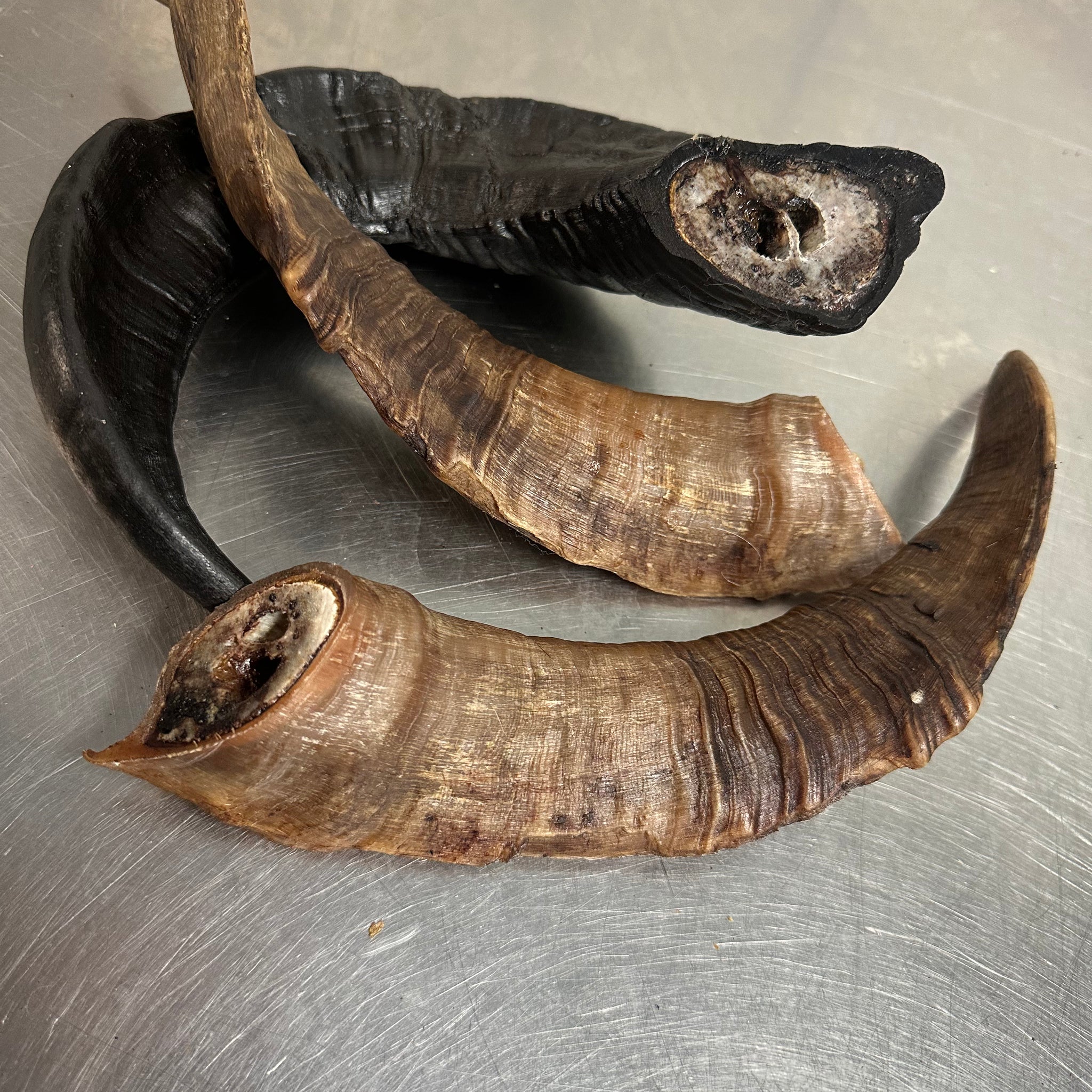 Ram Horn tapiarawmeatsforpetfood