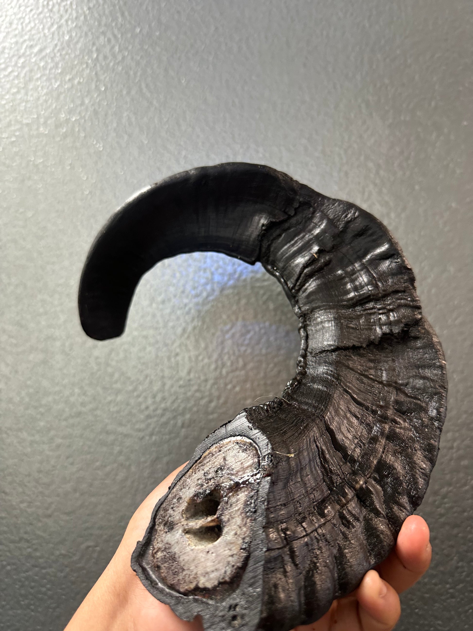 Ram Horn tapiarawmeatsforpetfood