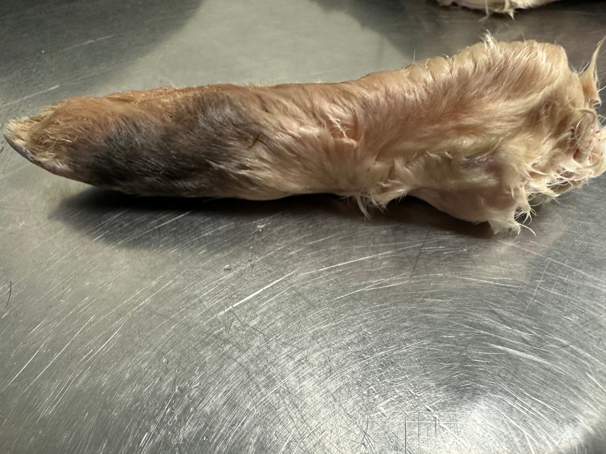 Raw Rabbbit Foot Raw Rabbit Foot 10pc