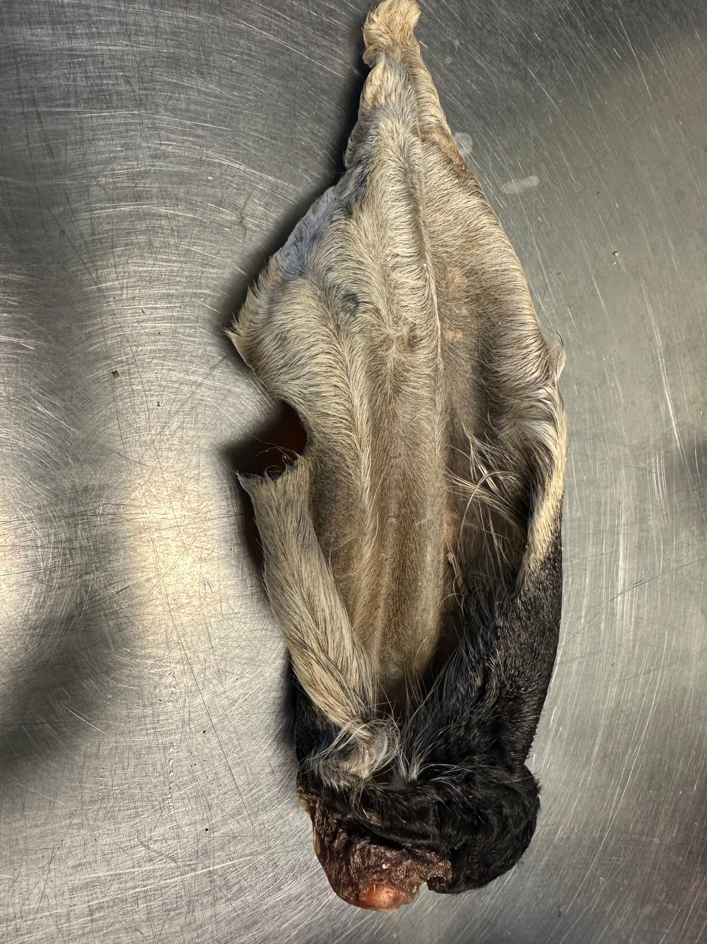 Dehydrated Beef Ear