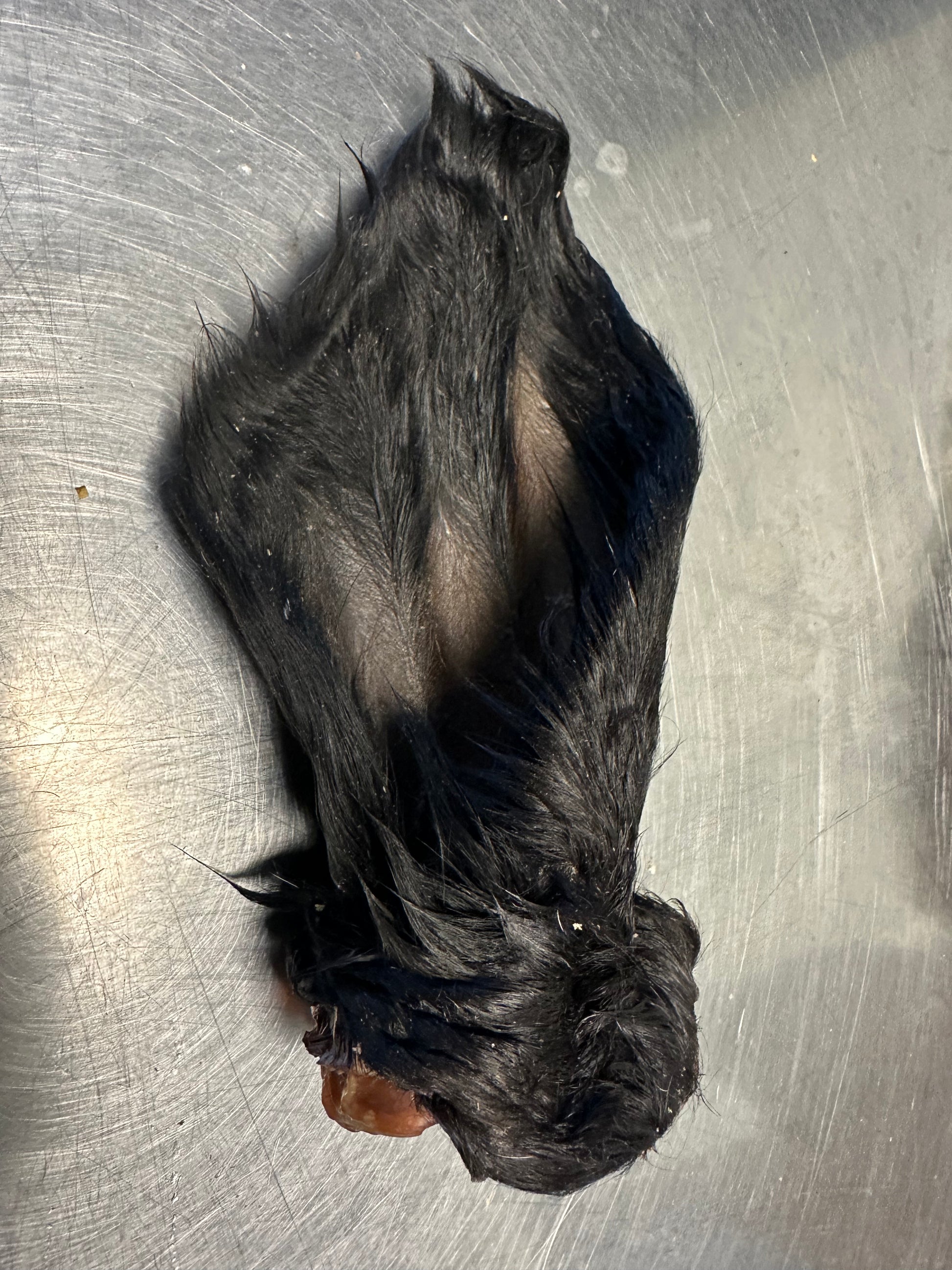 Dehydrated Beef Ear tapiarawmeatsforpetfood