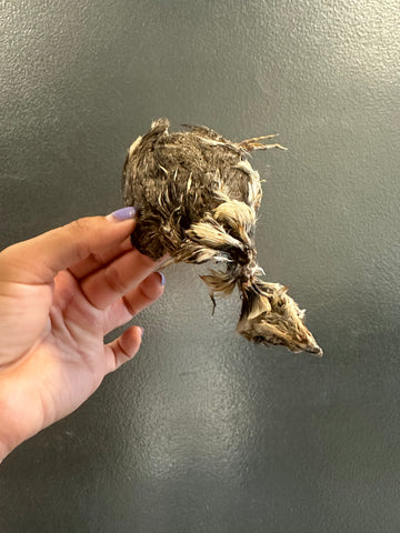 whole quail W/fur large