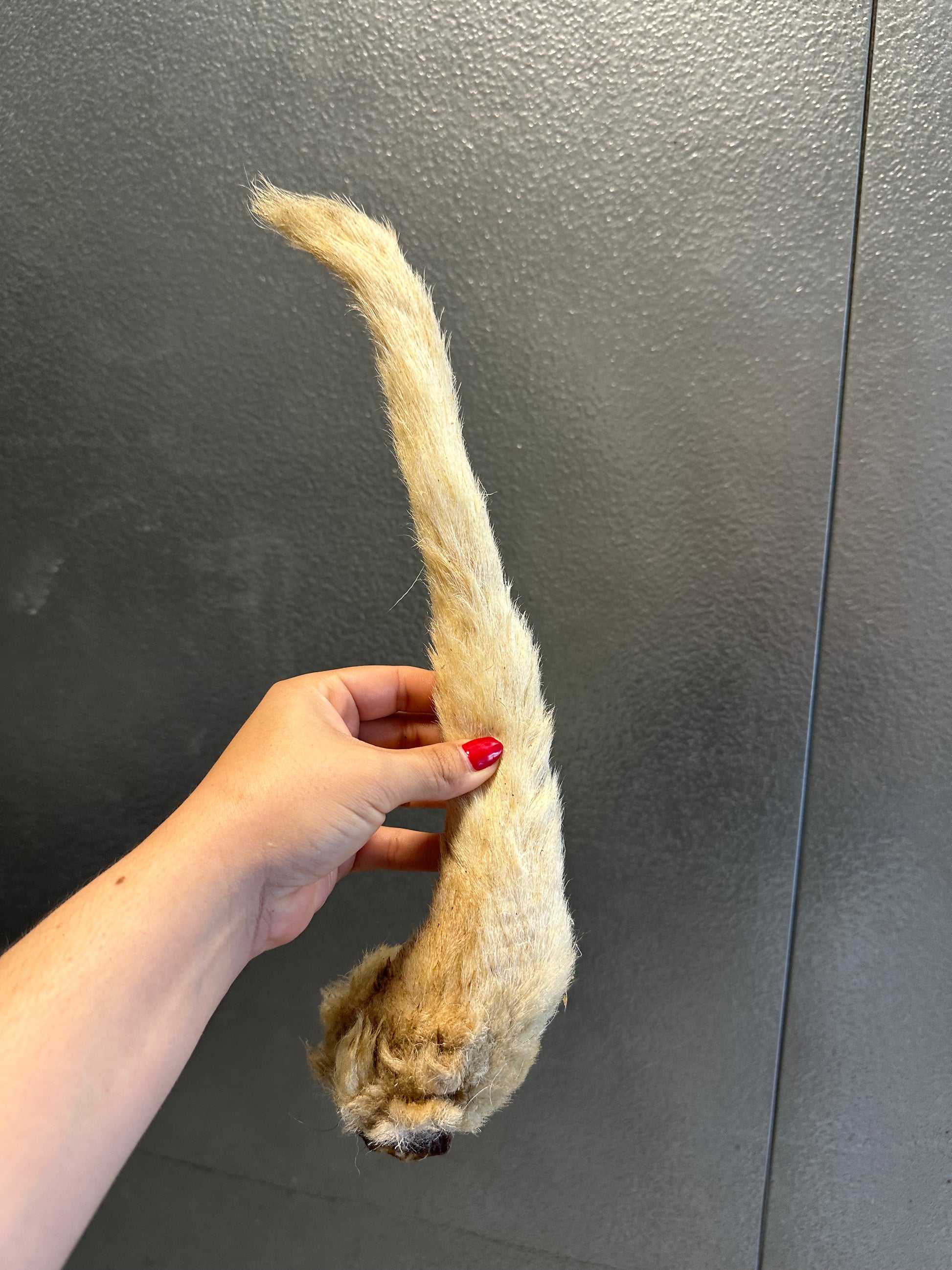 Lamb Tail With Fur tapiarawmeatsforpetfood
