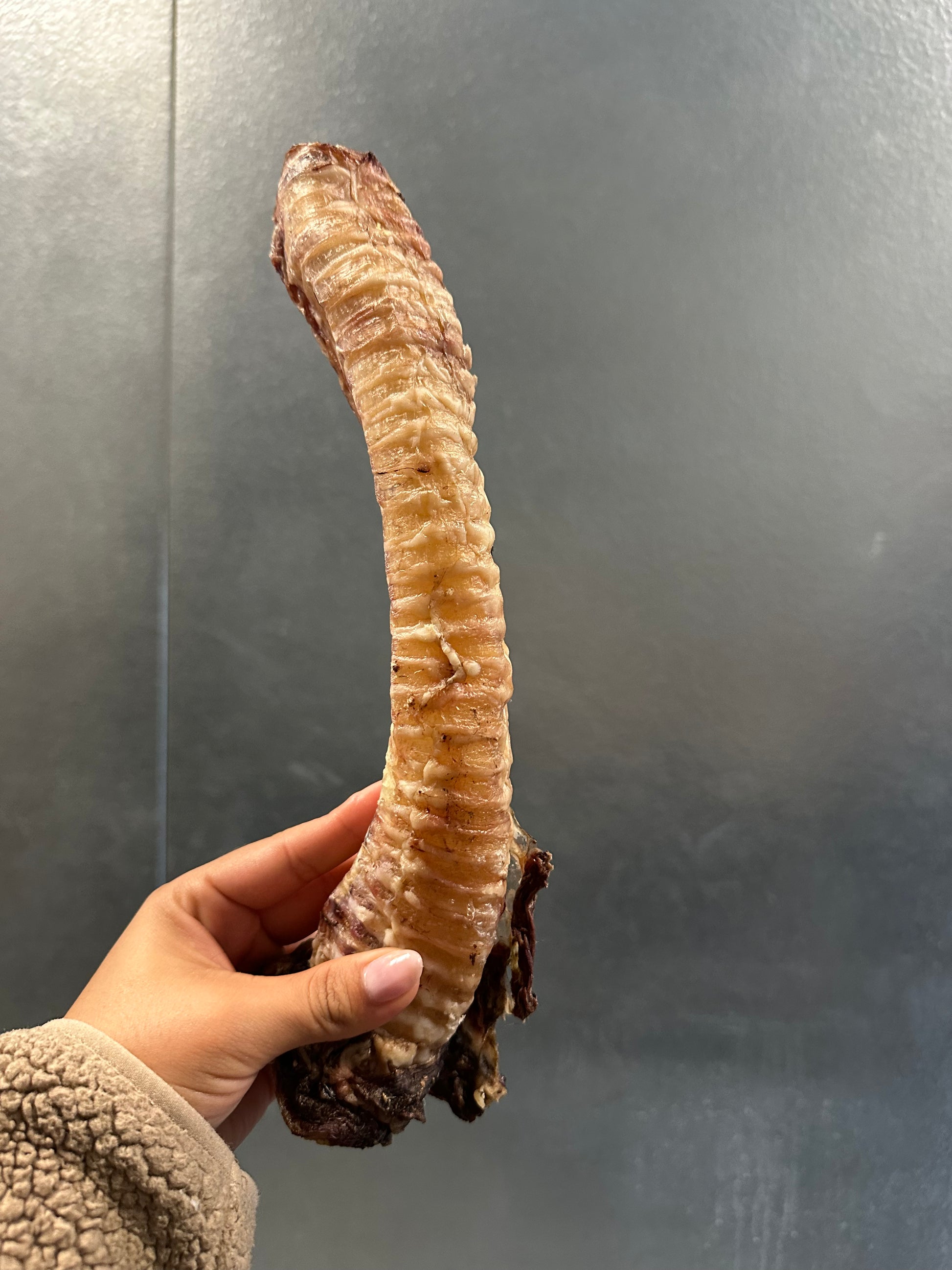 Dehydrated Beef Trachea tapiarawmeatsforpetfood small