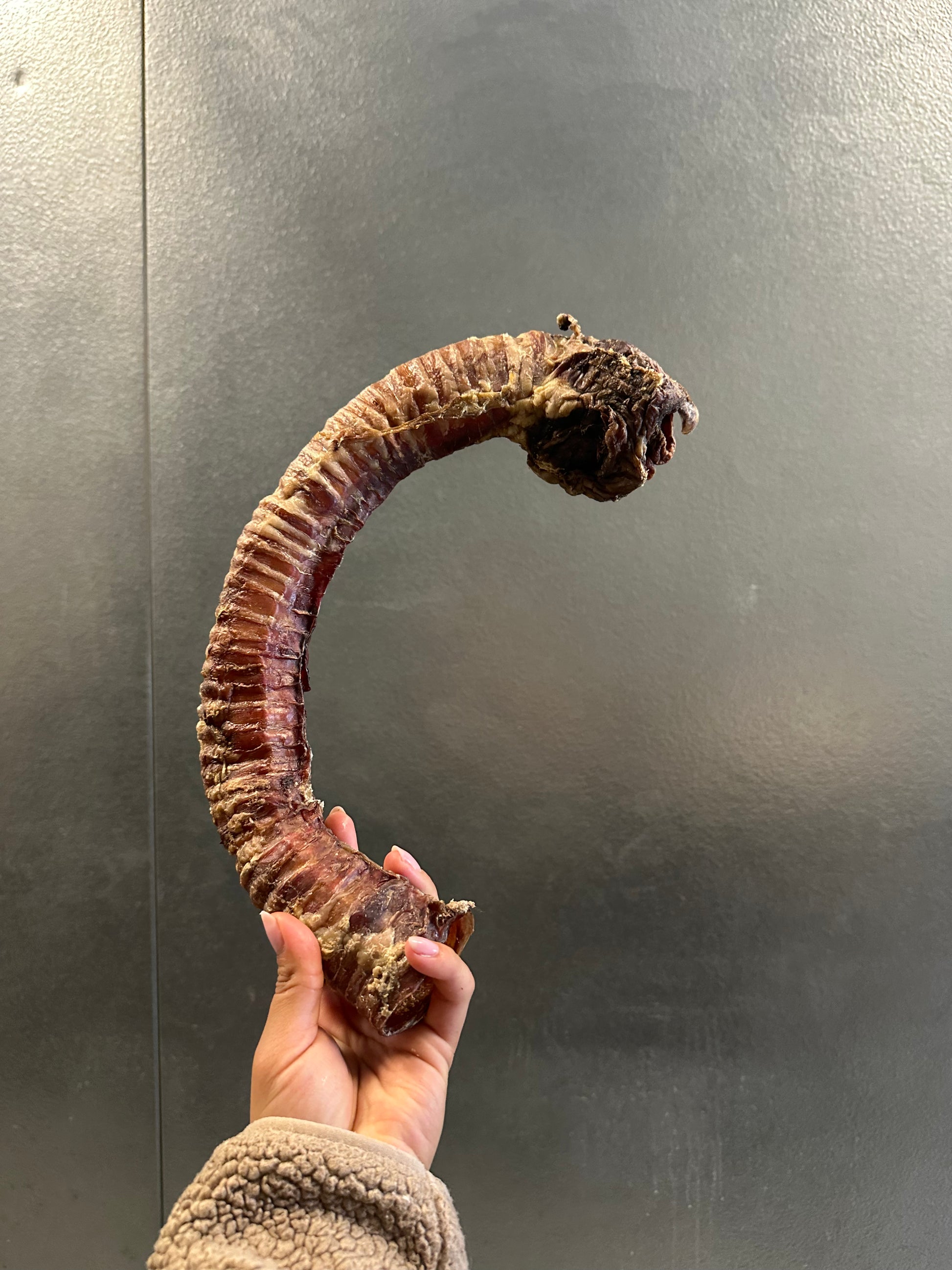 Dehydrated Beef Trachea tapiarawmeatsforpetfood large