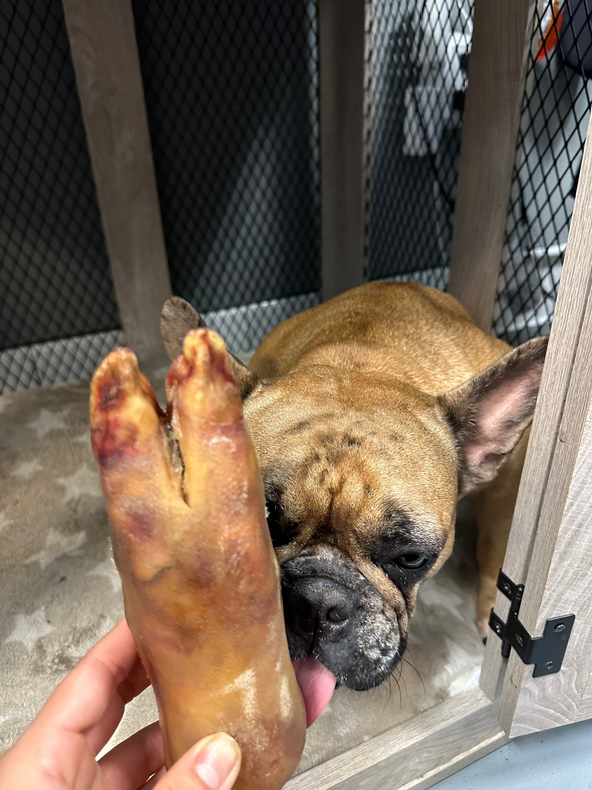 Dehydrated Pig Foot tapiarawmeatsforpetfood