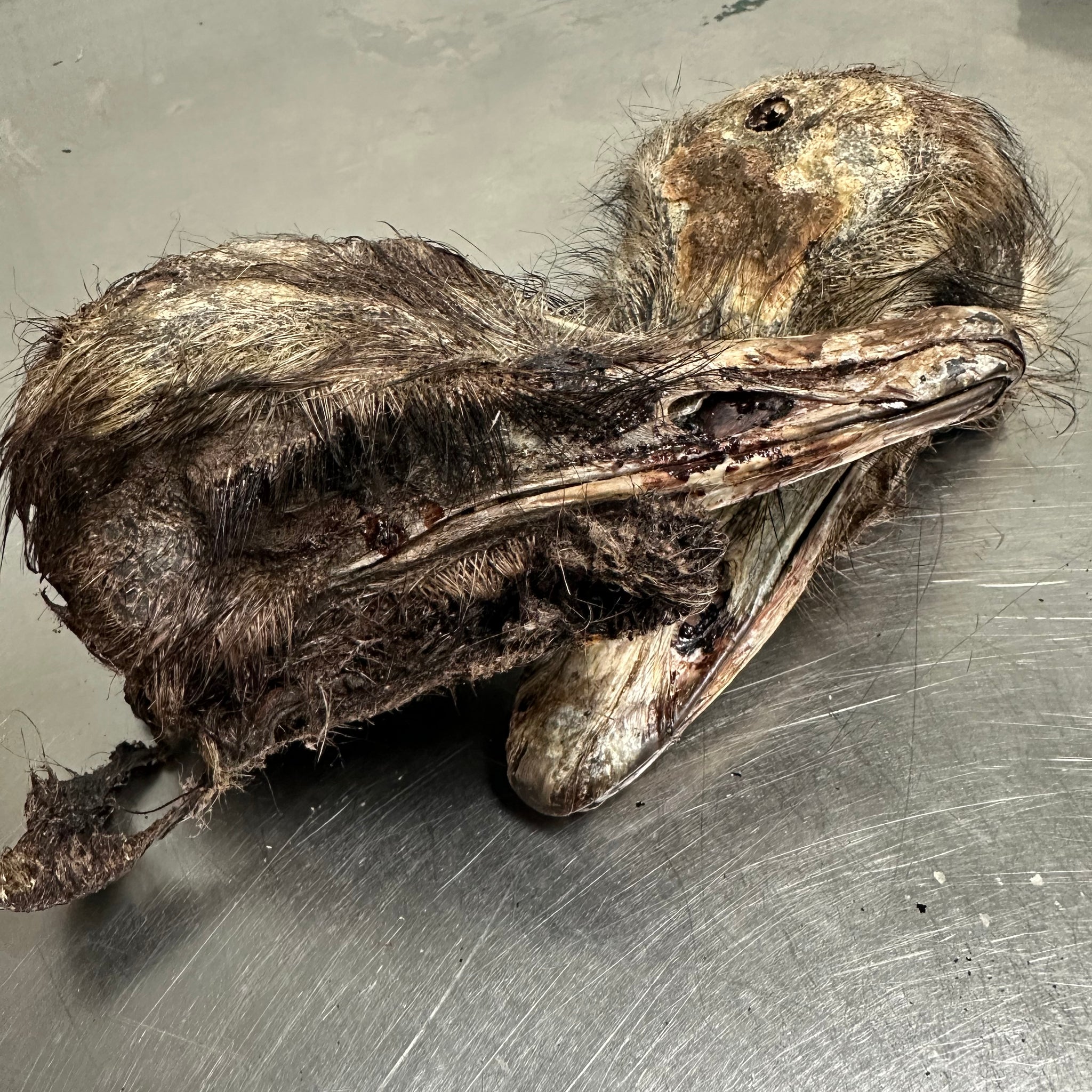 Ostrich Head tapiarawmeatsforpetfood